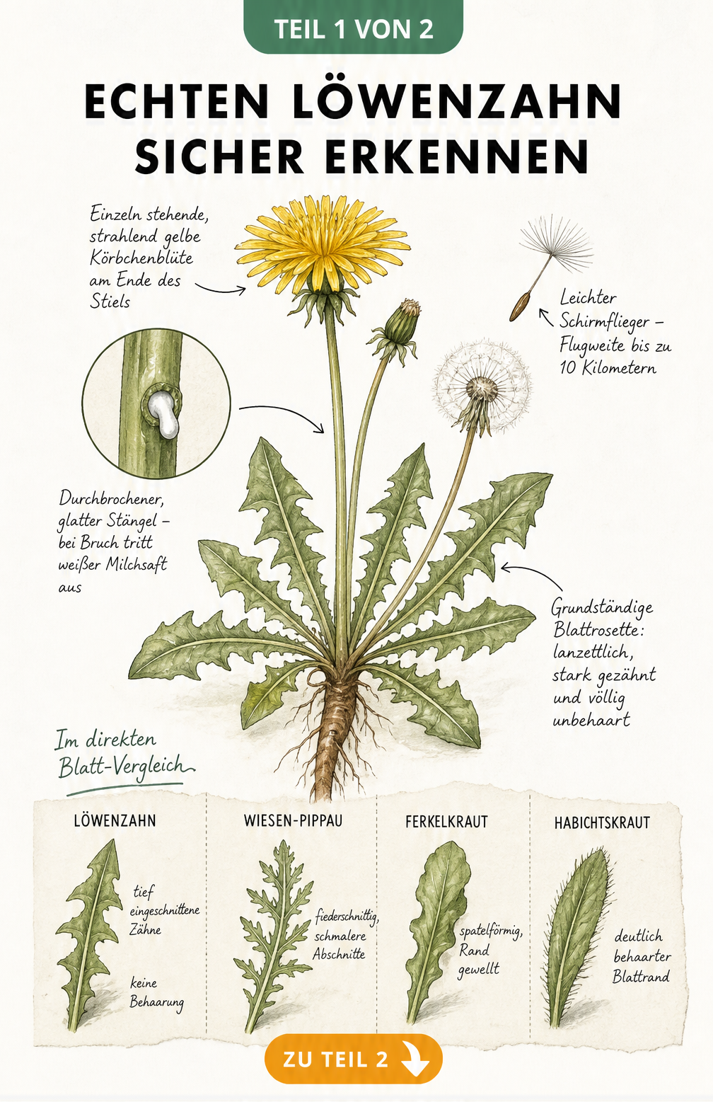Botanische Illustration eines Löwenzahns mit Wurzel, Blüte und Blättern sowie Vergleich mit Wiesen-Pippau, Ferkelkraut und Habichtskraut