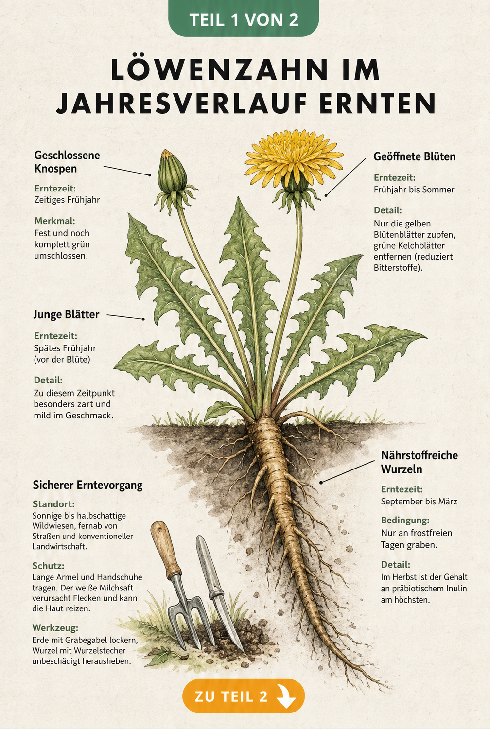 Botanische Illustration einer Löwenzahnpflanze mit Erntezeiten für Knospen, Blüten, Blätter und Wurzeln