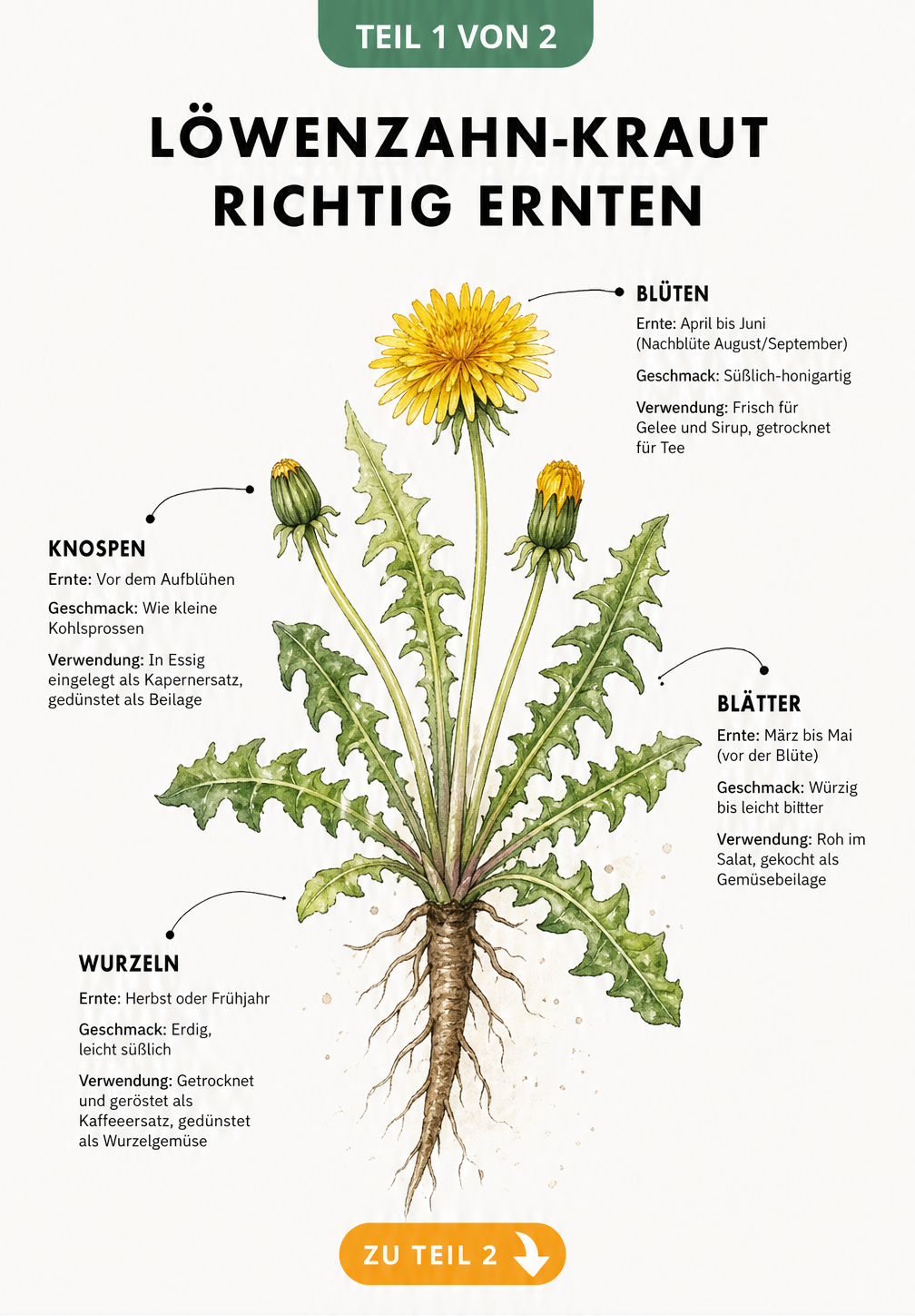 Botanische Illustration einer Löwenzahnpflanze mit Erntezeiten und Verwendungsmöglichkeiten für Blüten, Knospen, Blätter und Wurzeln