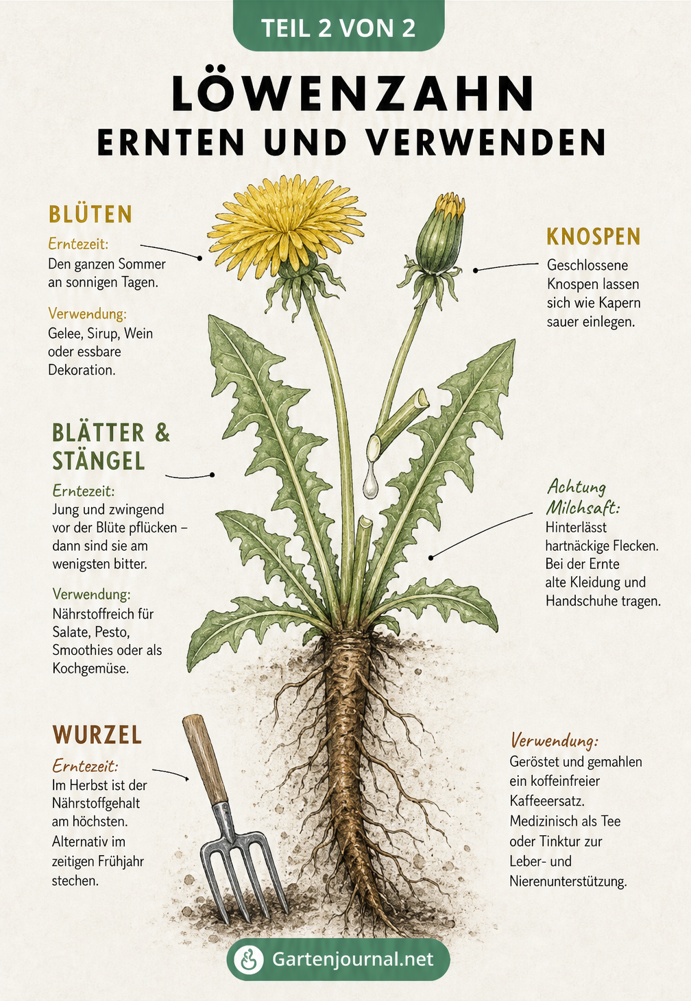 Botanische Illustration eines Löwenzahns, die Erntezeiten und Verwendungsmöglichkeiten für Blüten, Blätter und Wurzeln erklärt.