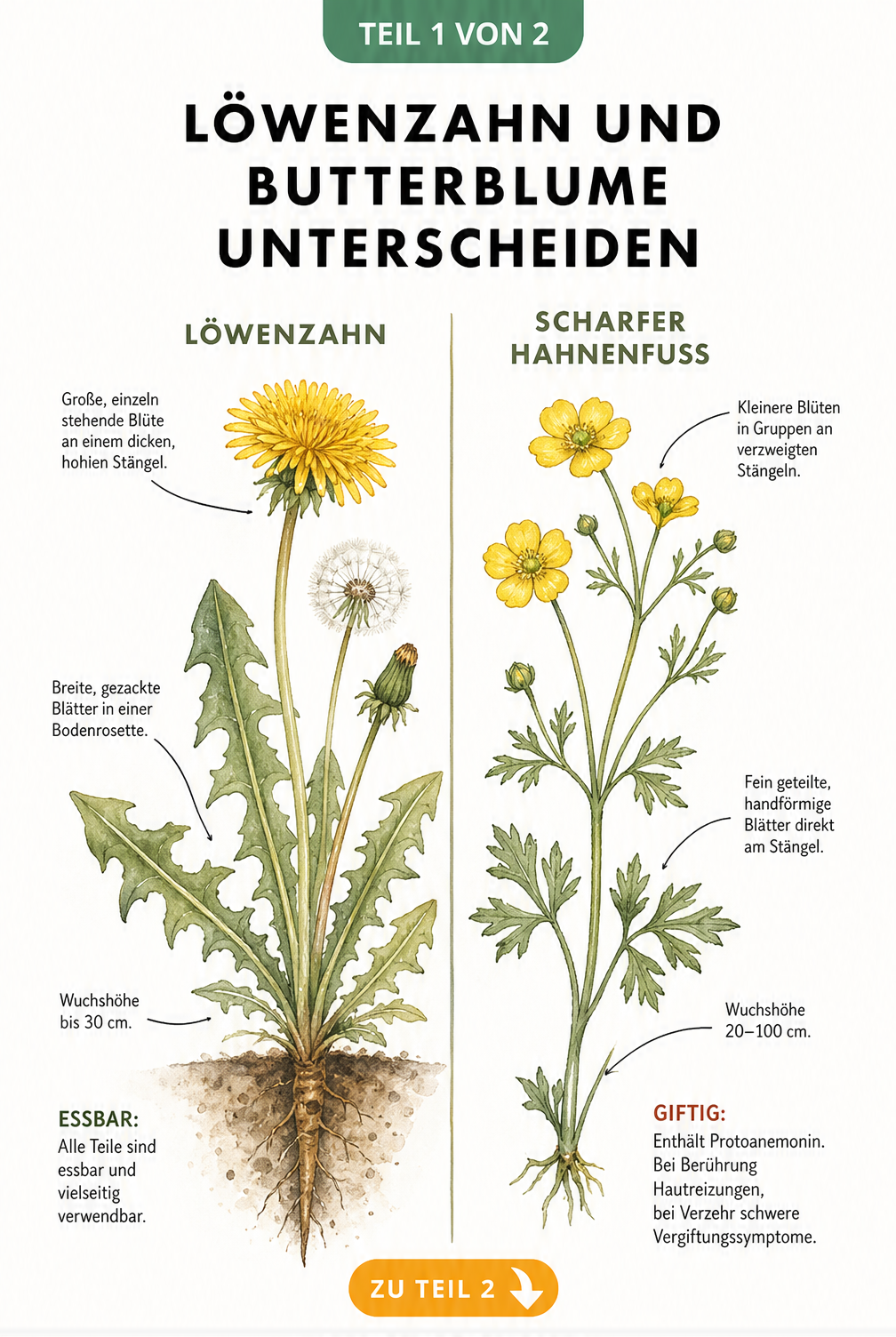 Illustration einer Löwenzahnpflanze mit Erklärungen zu den essbaren Teilen wie Blüte, Knospe, Blätter und Wurzel