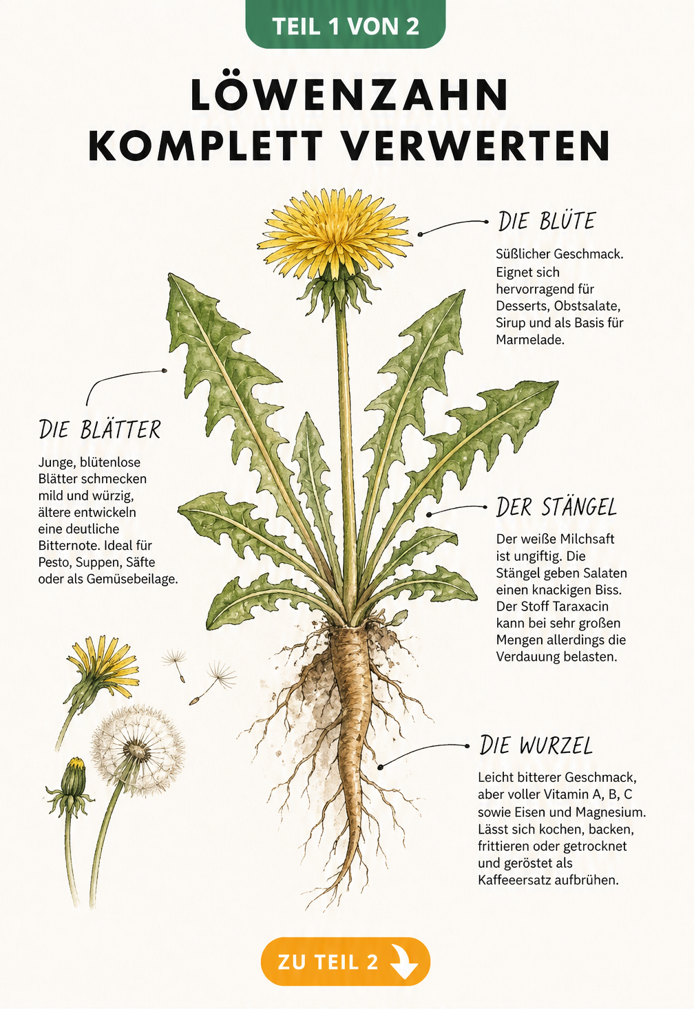 Botanische Illustration eines Löwenzahns mit Erklärungen zur essbaren Blüte, Blättern, Stängel und Wurzel.