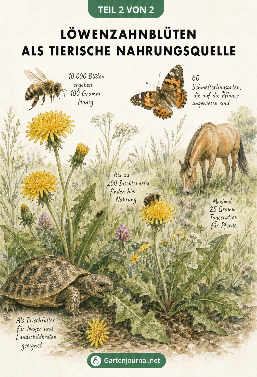 Illustration einer Löwenzahnwiese mit Bienen, Schmetterlingen, Schildkröte und Pferd als Nahrungsquelle
