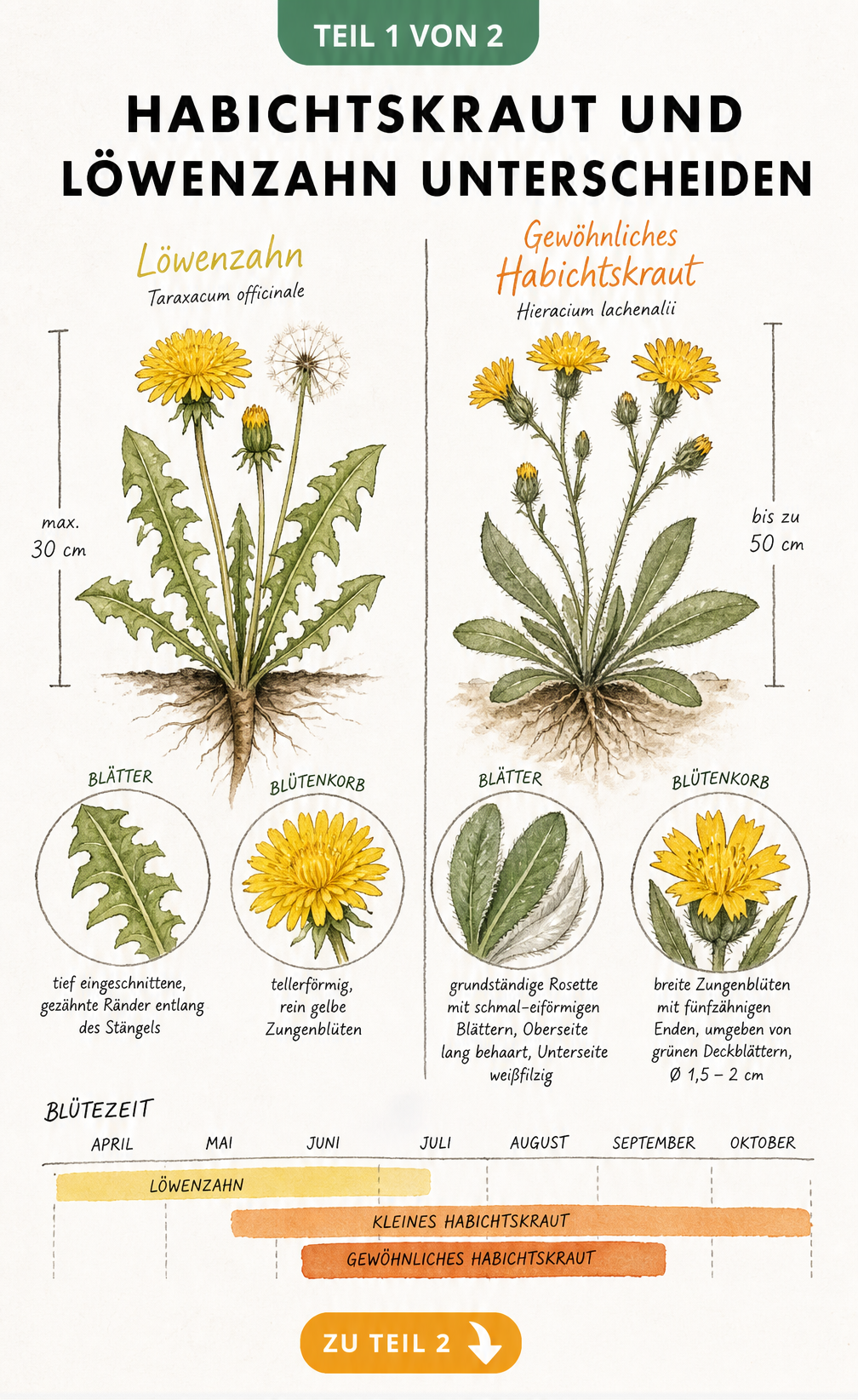 Botanische Skizze: Vergleich von Löwenzahn und Habichtskraut mit Wuchshöhen, Blattformen und Blütezeiten