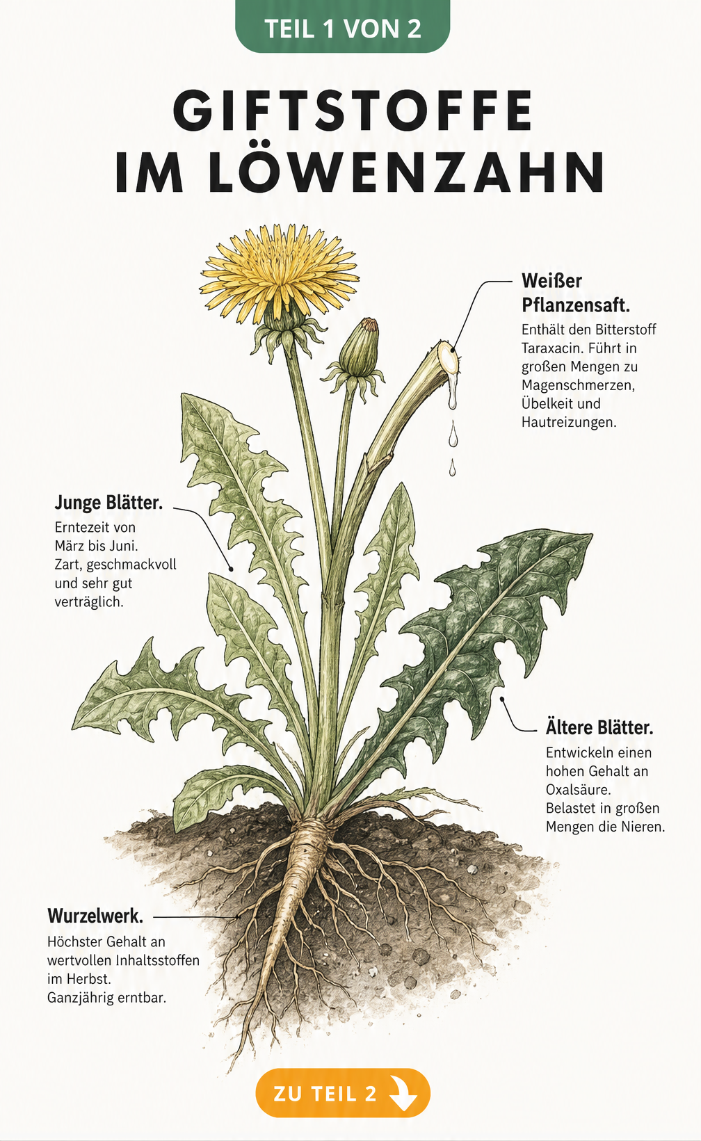 Botanische Illustration eines Löwenzahns mit Erklärungen zu Inhaltsstoffen in Wurzel, Stängel und Blättern