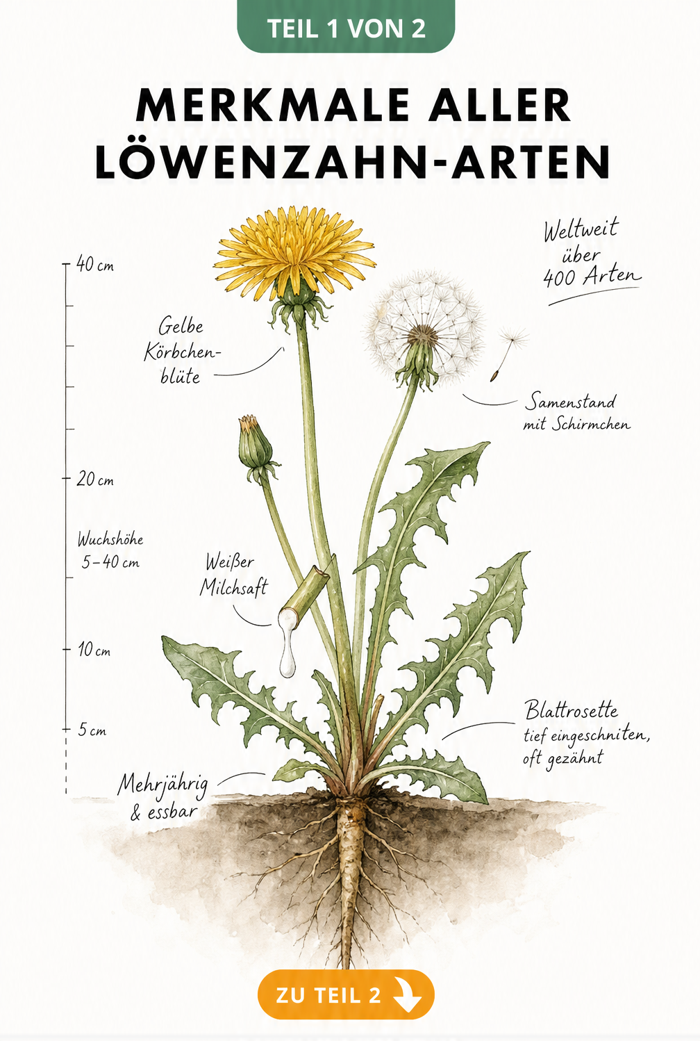 Botanische Illustration eines Löwenzahns mit Wurzel, Blattrosette, Blüte und Samenstand