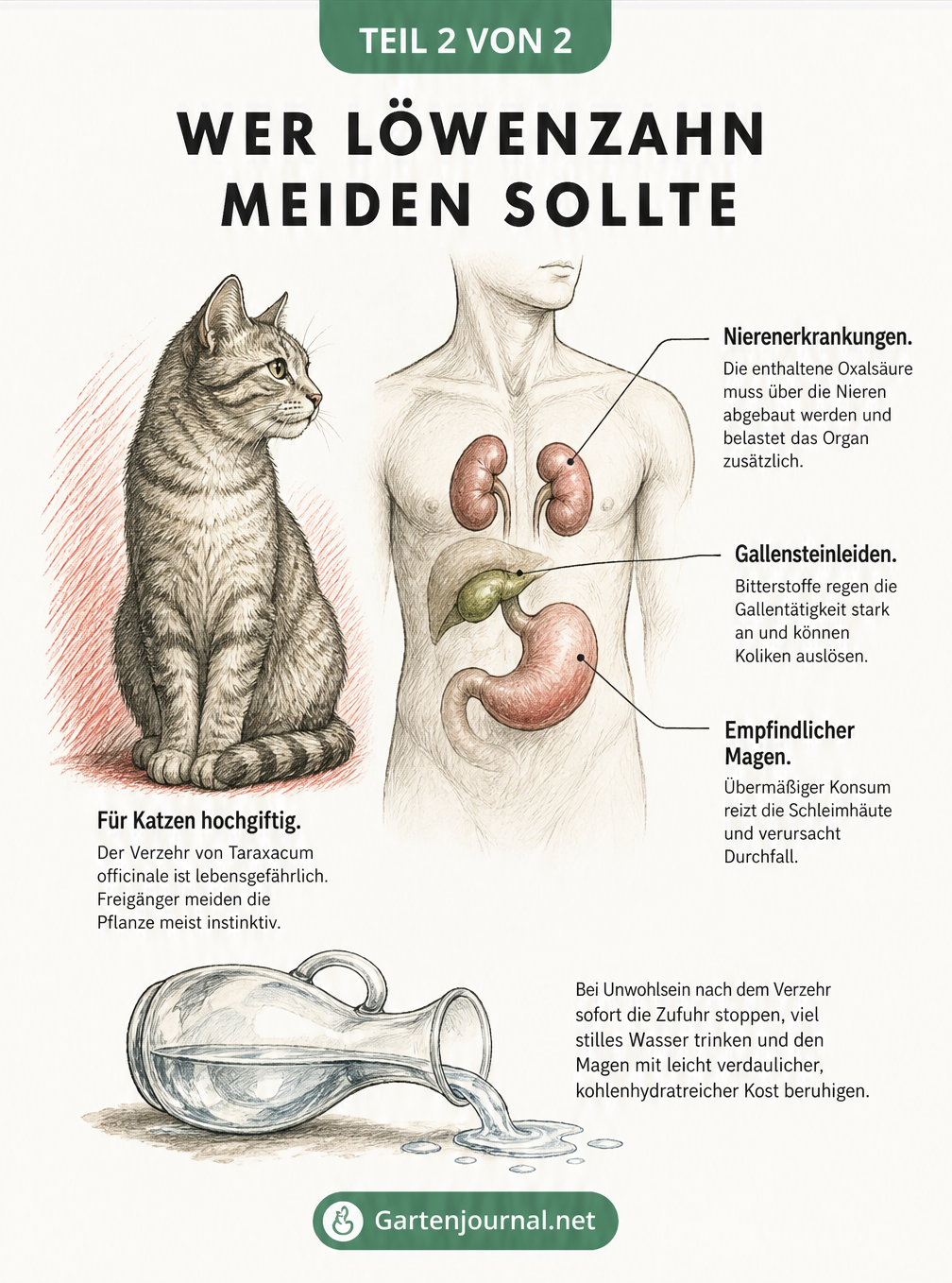 Illustration einer Katze und eines menschlichen Torsos mit Hervorhebung von Niere, Galle und Magen