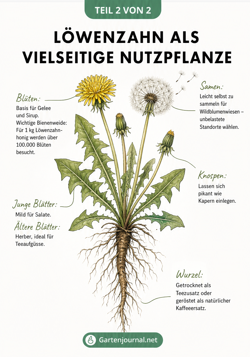 Detaillierte botanische Zeichnung einer Löwenzahnpflanze mit Erklärungen zur Verwendung von Samen, Blüten, Knospen, Blättern und Wurzeln.