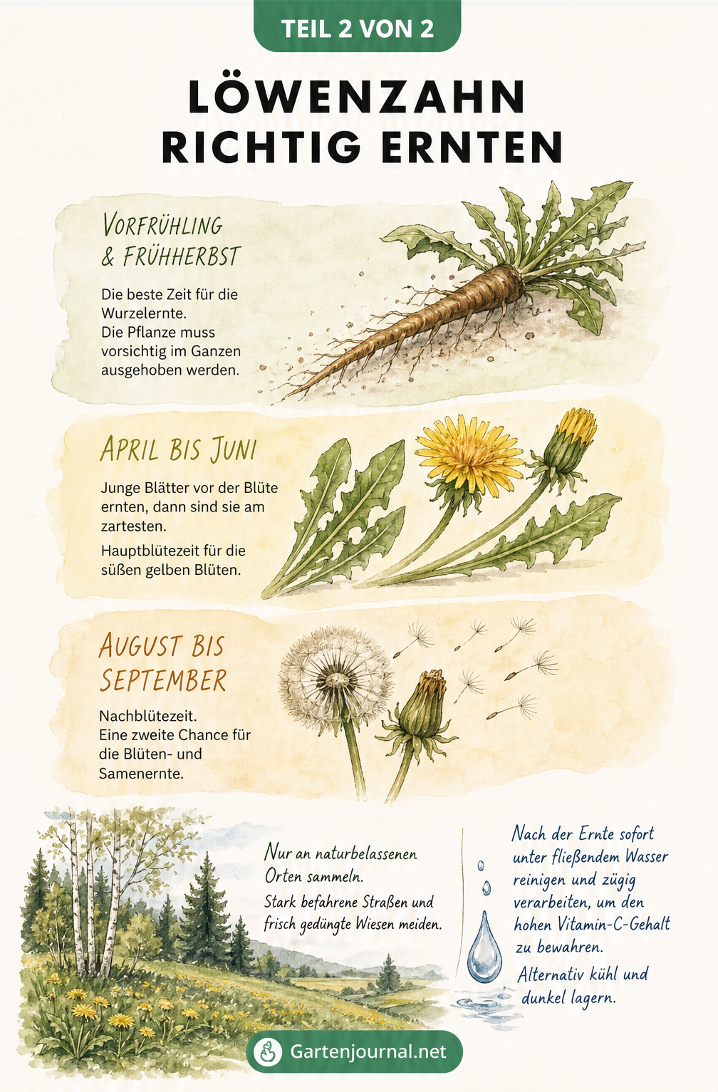 Illustration der Erntezeiten für Löwenzahn im Jahresverlauf, unterteilt in Vorfrühling, Frühsommer und Frühherbst.