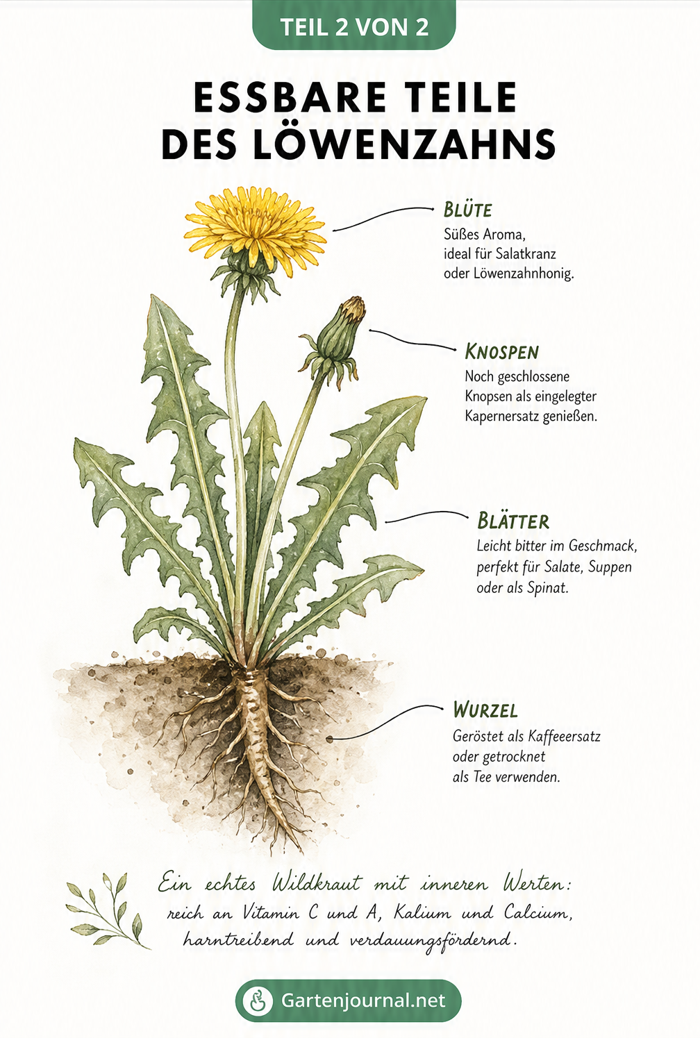 Botanische Gegenüberstellung von Löwenzahn und Scharfem Hahnenfuß mit Merkmalen zur Unterscheidung