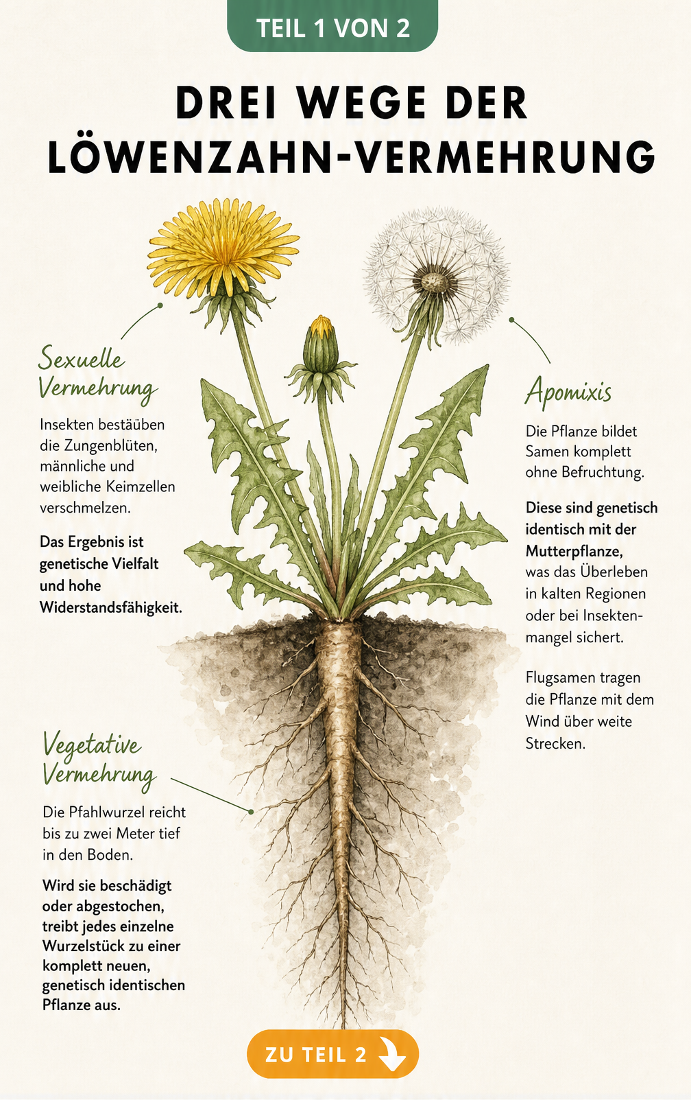 Botanische Illustration der Löwenzahn-Vermehrung mit Blüte, Pusteblume und Pfahlwurzel