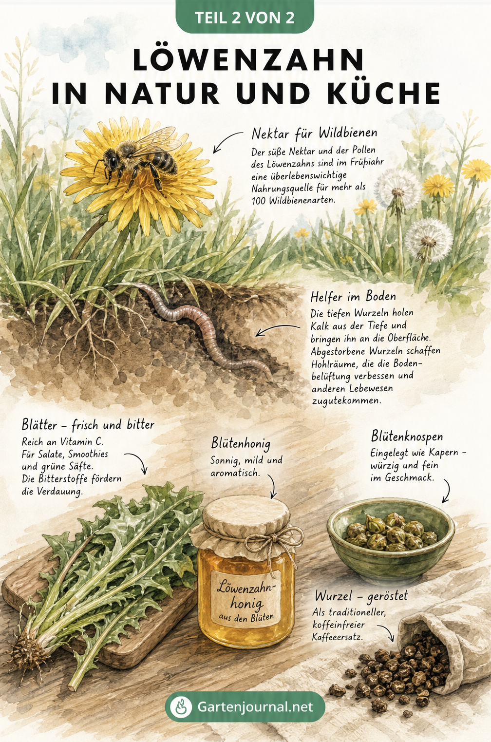 Aquarell-Illustration einer Frühlingswiese mit Löwenzahn, Wildbiene und Regenwurm sowie einem Küchentisch mit Löwenzahnhonig, Blättern und Wurzeln
