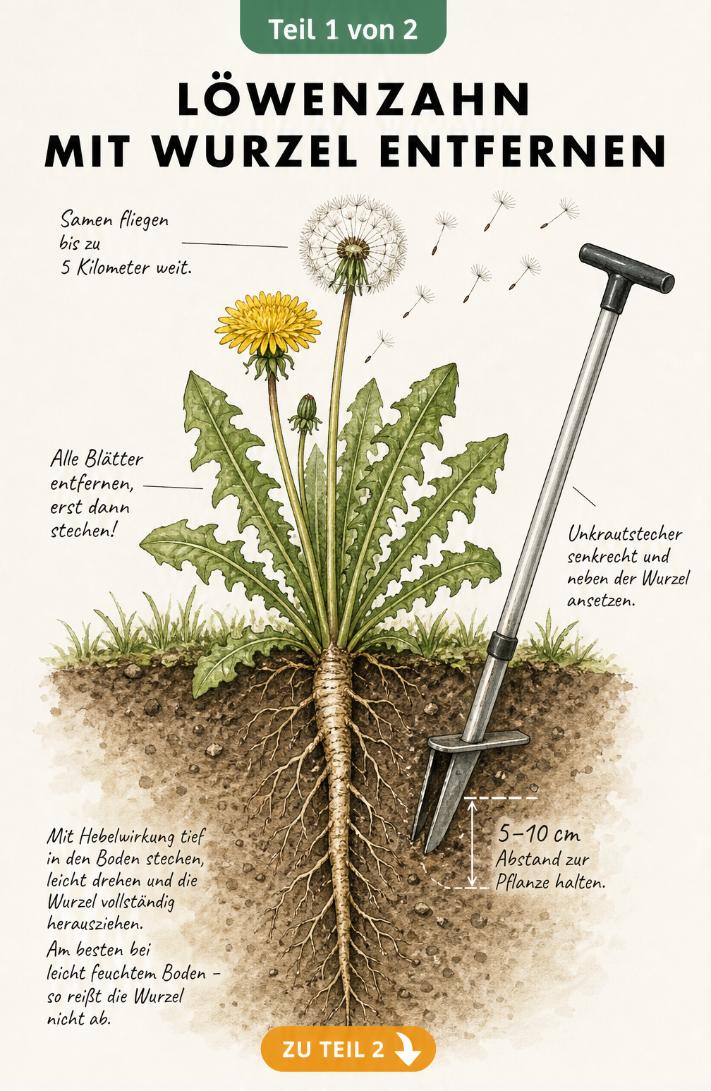 Botanische Illustration eines Löwenzahns mit tiefer Pfahlwurzel und einem Unkrautstecher im Erdreich