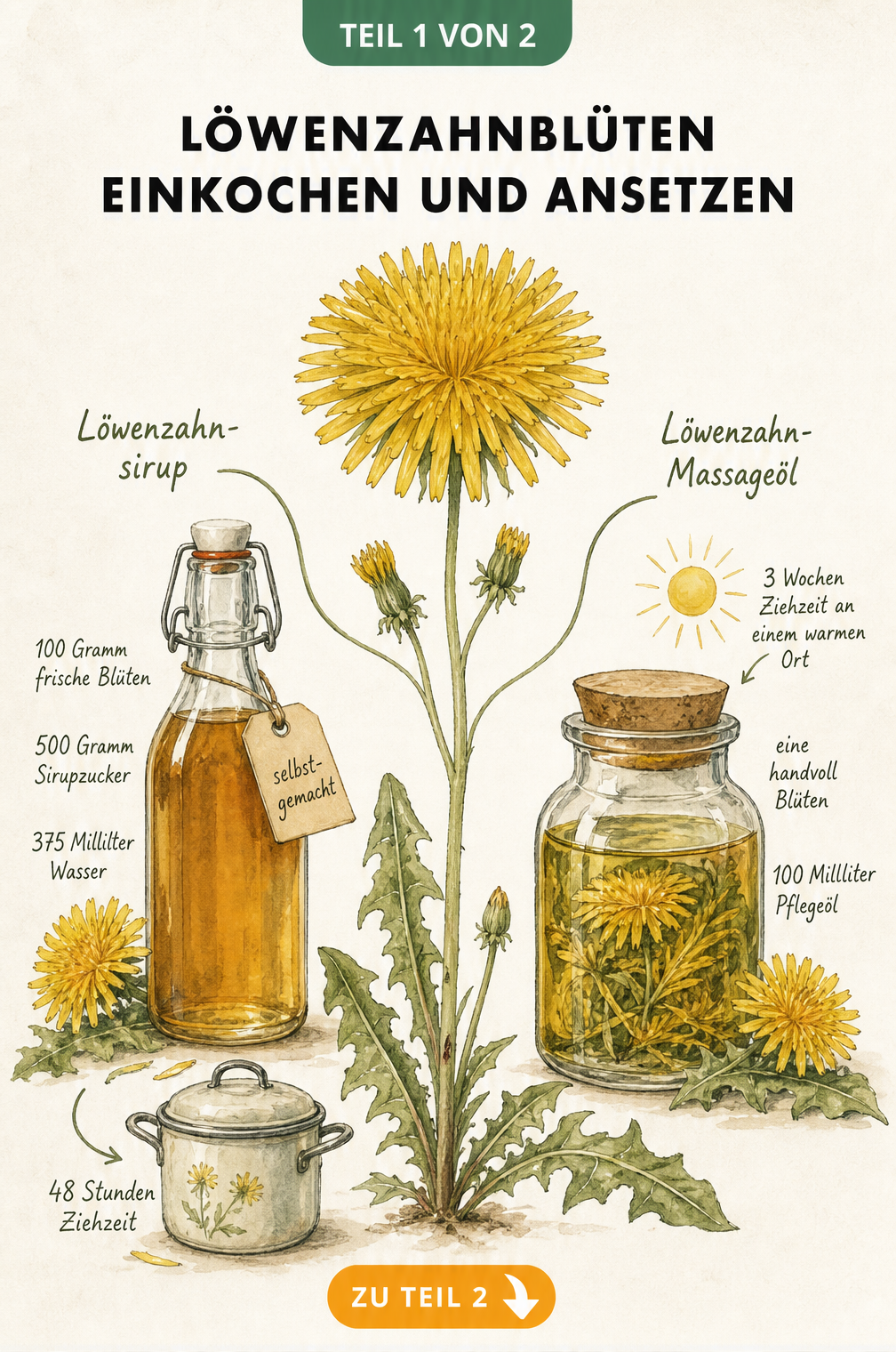 Botanische Illustration zur Herstellung von Löwenzahnblüten-Sirup und Massageöl mit Mengenangaben