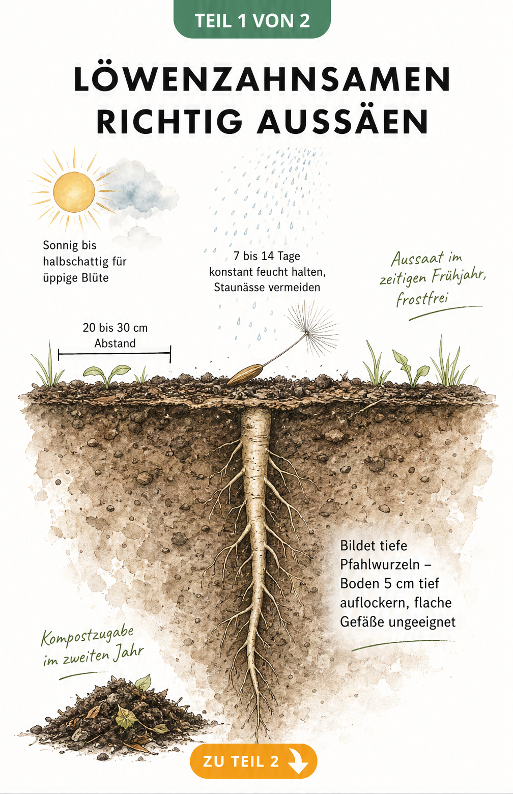 Botanische Querschnitt-Illustration eines Gartenbodens mit Löwenzahnsamen, Pfahlwurzel und Hinweisen zu Aussaat, Pflanzabstand und Standort.