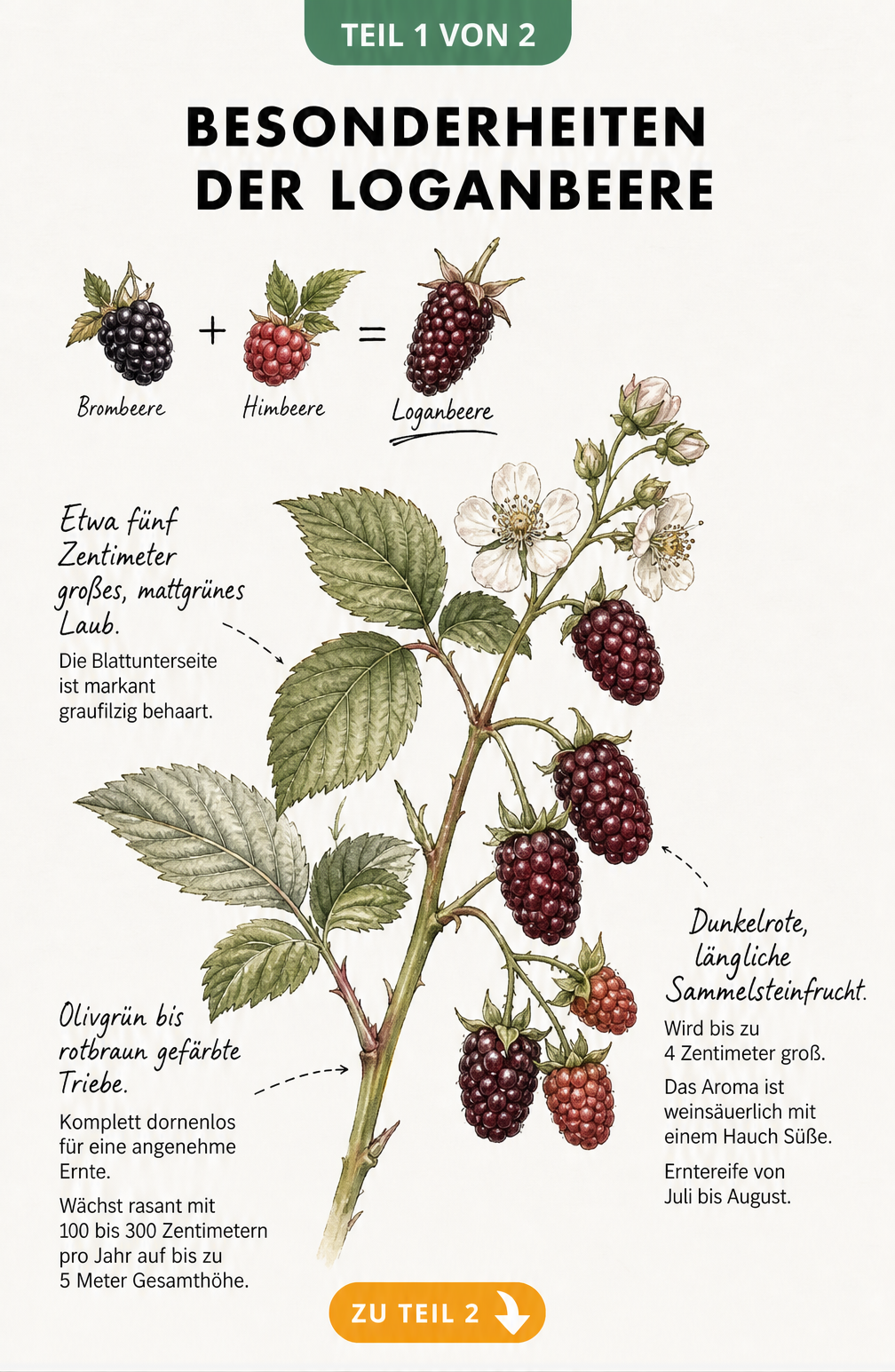 Botanische Illustration eines Loganbeer-Triebes mit Blüte, Blattstruktur und reifen Früchten