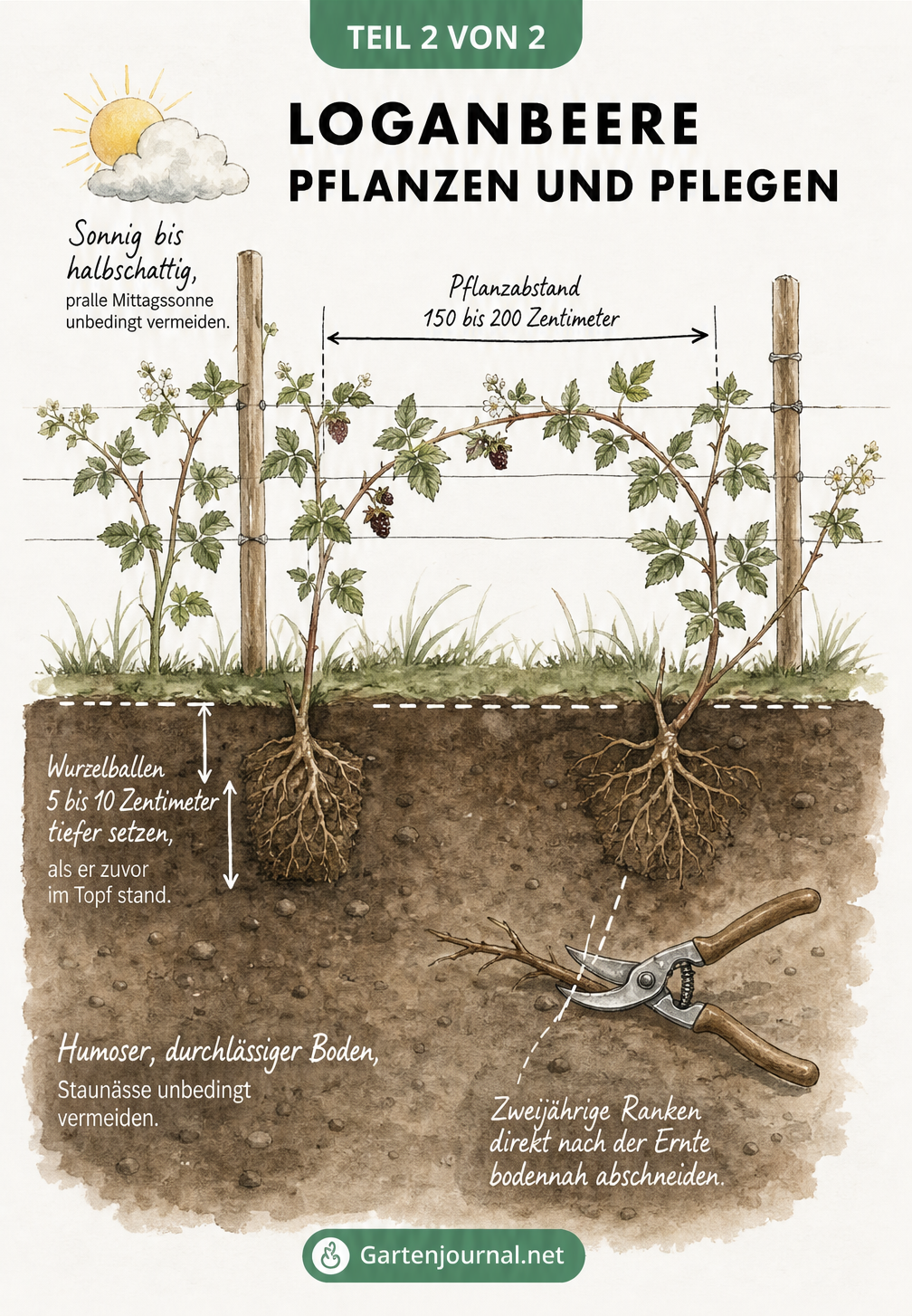 Querschnitt-Zeichnung eines Gartenbeets mit Loganbeere an einem Rankgerüst