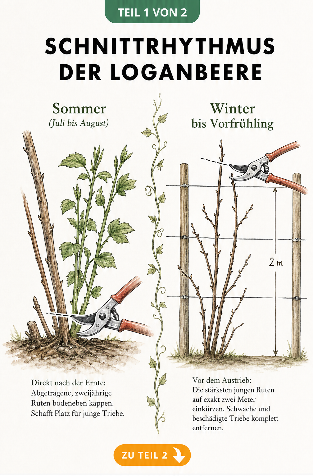 Botanische Illustration zum Schnittrhythmus der Loganbeere im Sommer und Winter