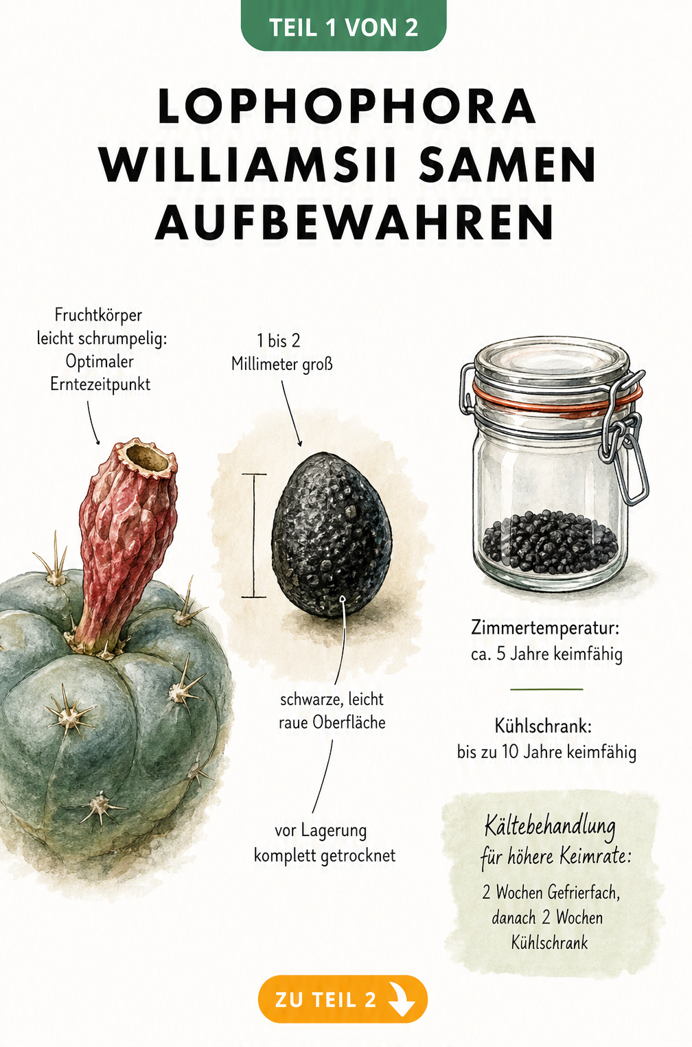 Botanische Illustration zur Ernte und Lagerung von Lophophora Williamsii Samen mit rotem Fruchtkörper und Apothekerglas