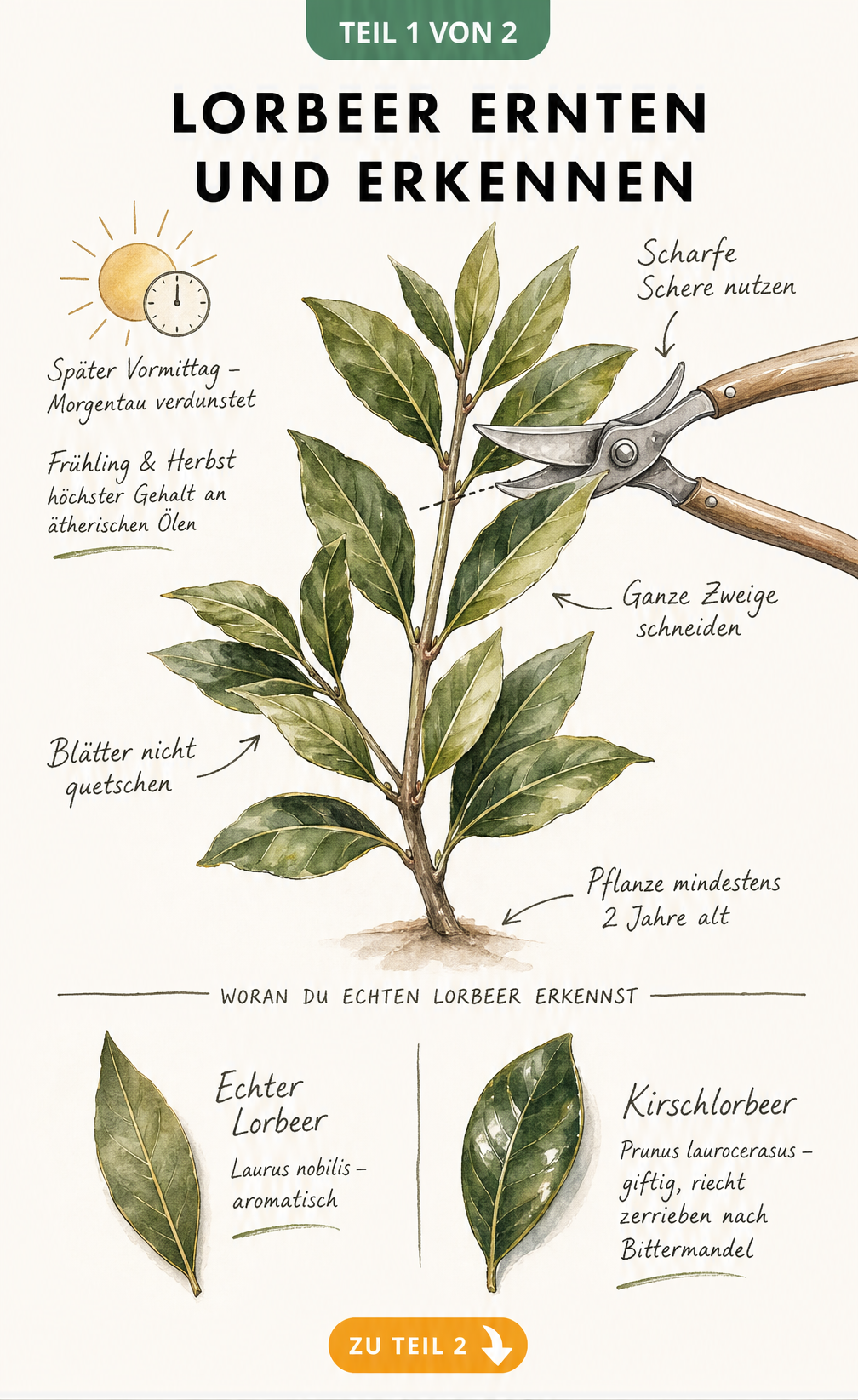 Botanische Illustration eines Lorbeerzweigs mit Gartenschere und Gegenüberstellung von echtem Lorbeer und giftigem Kirschlorbeer.