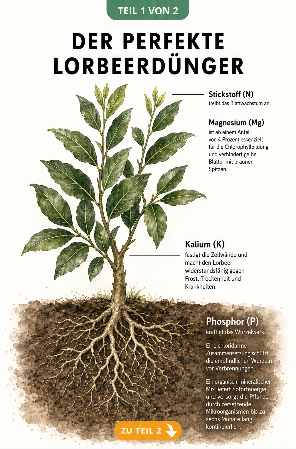Botanische Illustration eines Lorbeerzweigs mit Wurzeln und Nährstoffangaben zu Stickstoff, Magnesium, Kalium und Phosphor