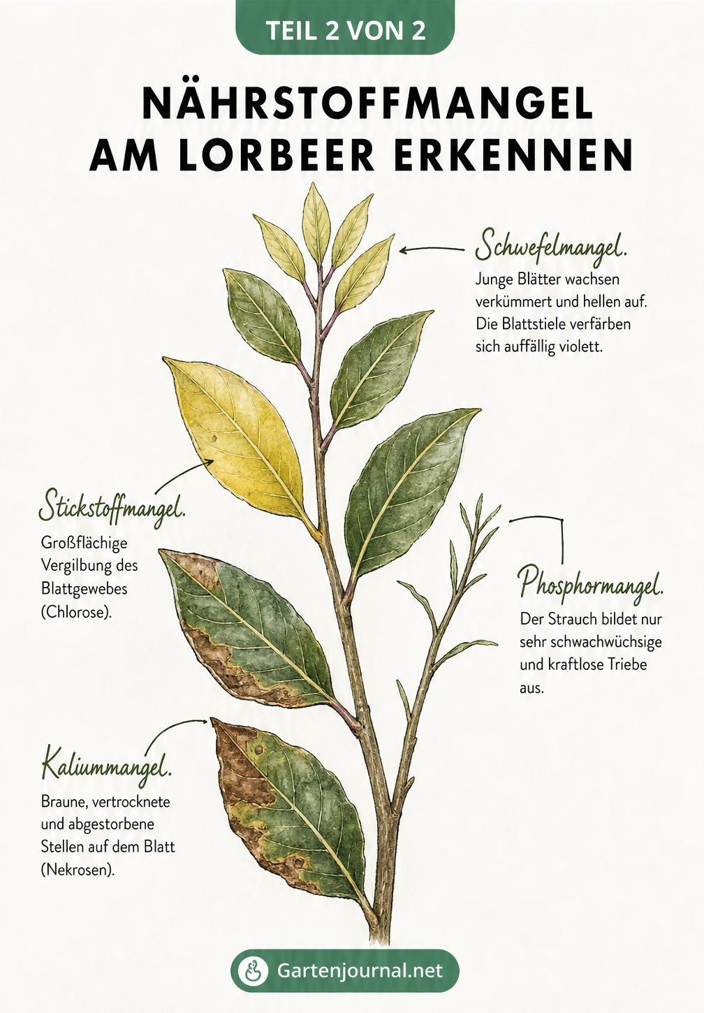 Illustration eines Lorbeerzweigs mit verschiedenen Schadbildern durch Nährstoffmangel