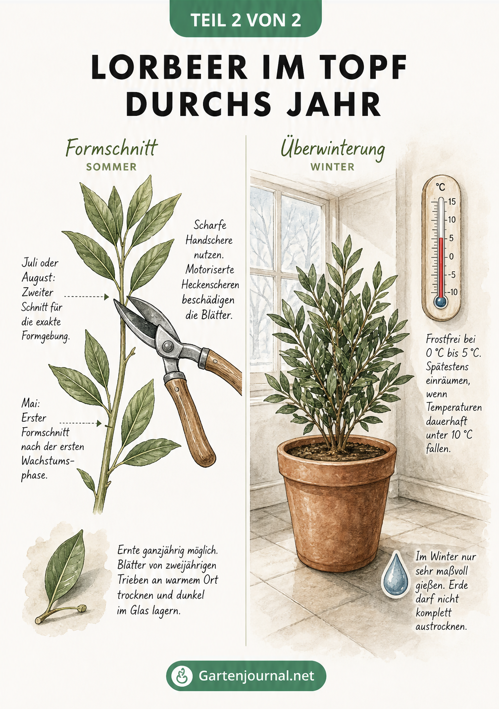 Zweigeteilte Illustration: Links ein Lorbeerzweig mit Gartenschere für den Formschnitt, rechts ein Lorbeerbaum im Winterquartier mit Thermometer.