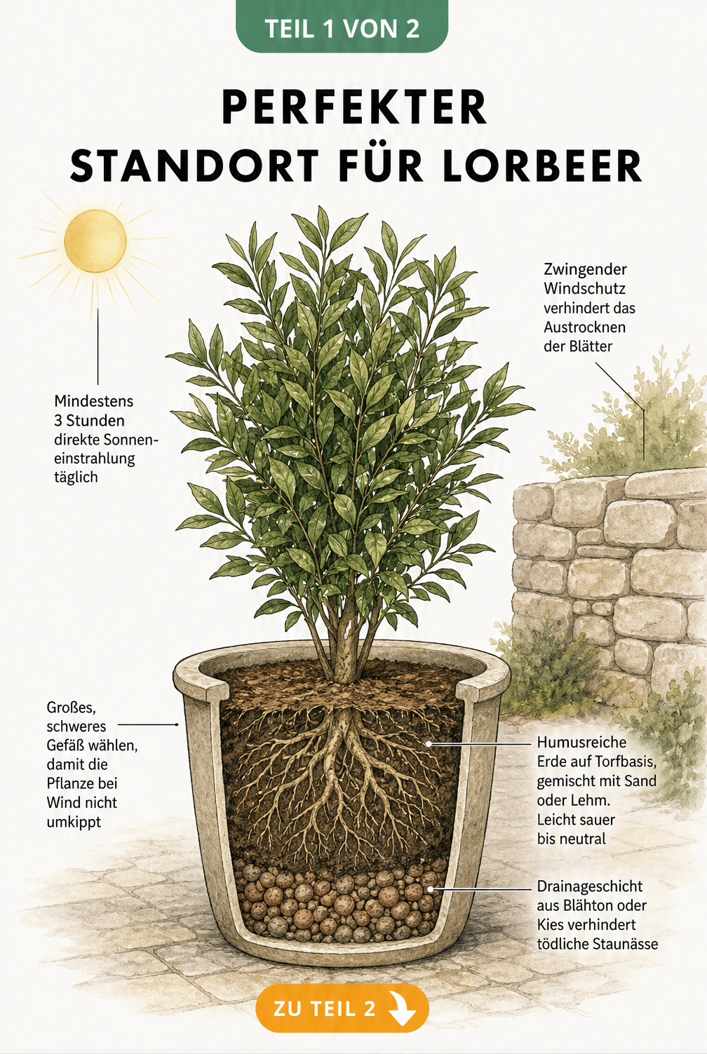 Botanische Querschnitt-Illustration eines Lorbeerbaums im Pflanzkübel mit Hinweisen zu Sonne, Windschutz und Drainage