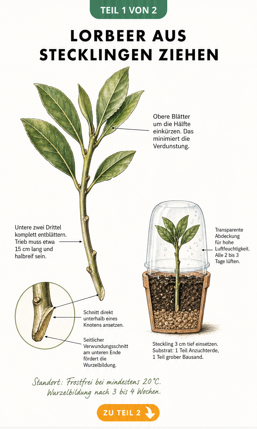 Botanische Illustration eines Lorbeer-Stecklings mit Anleitung zum Einkürzen der Blätter und Einsetzen in Anzuchterde