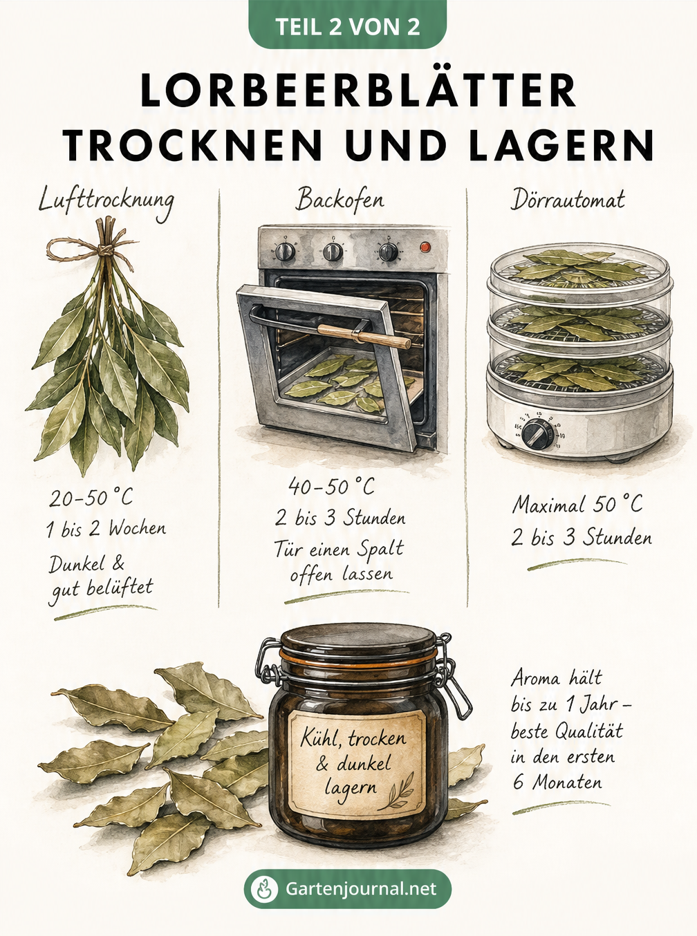 Illustration der drei Methoden zum Trocknen von Lorbeerblättern: Lufttrocknung, Backofen und Dörrautomat, sowie die Lagerung im Apothekerglas.