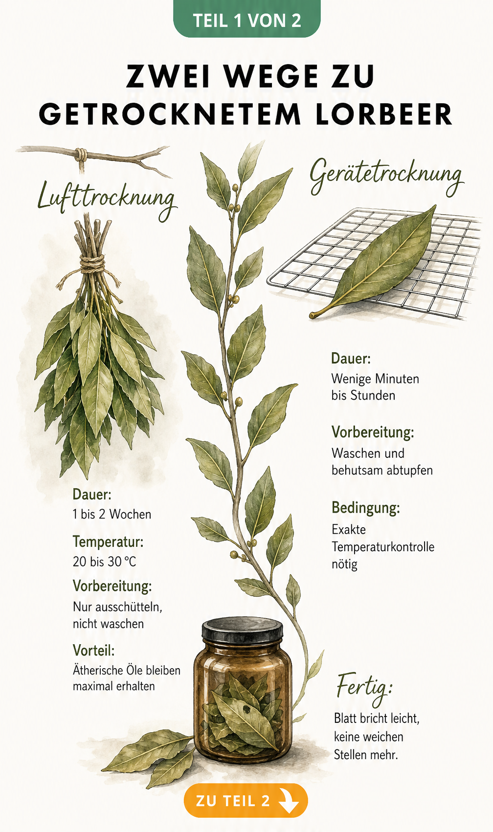 Botanische Illustration zeigt die Lufttrocknung von Lorbeerblättern im Bündel und die Gerätetrocknung auf einem Gitterrost.