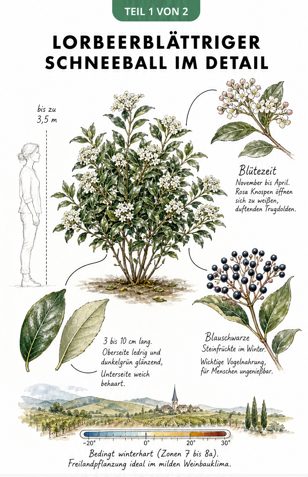 Botanische Illustration des Lorbeerblättrigen Schneeballs mit Details zu Blüten, Blättern und Früchten