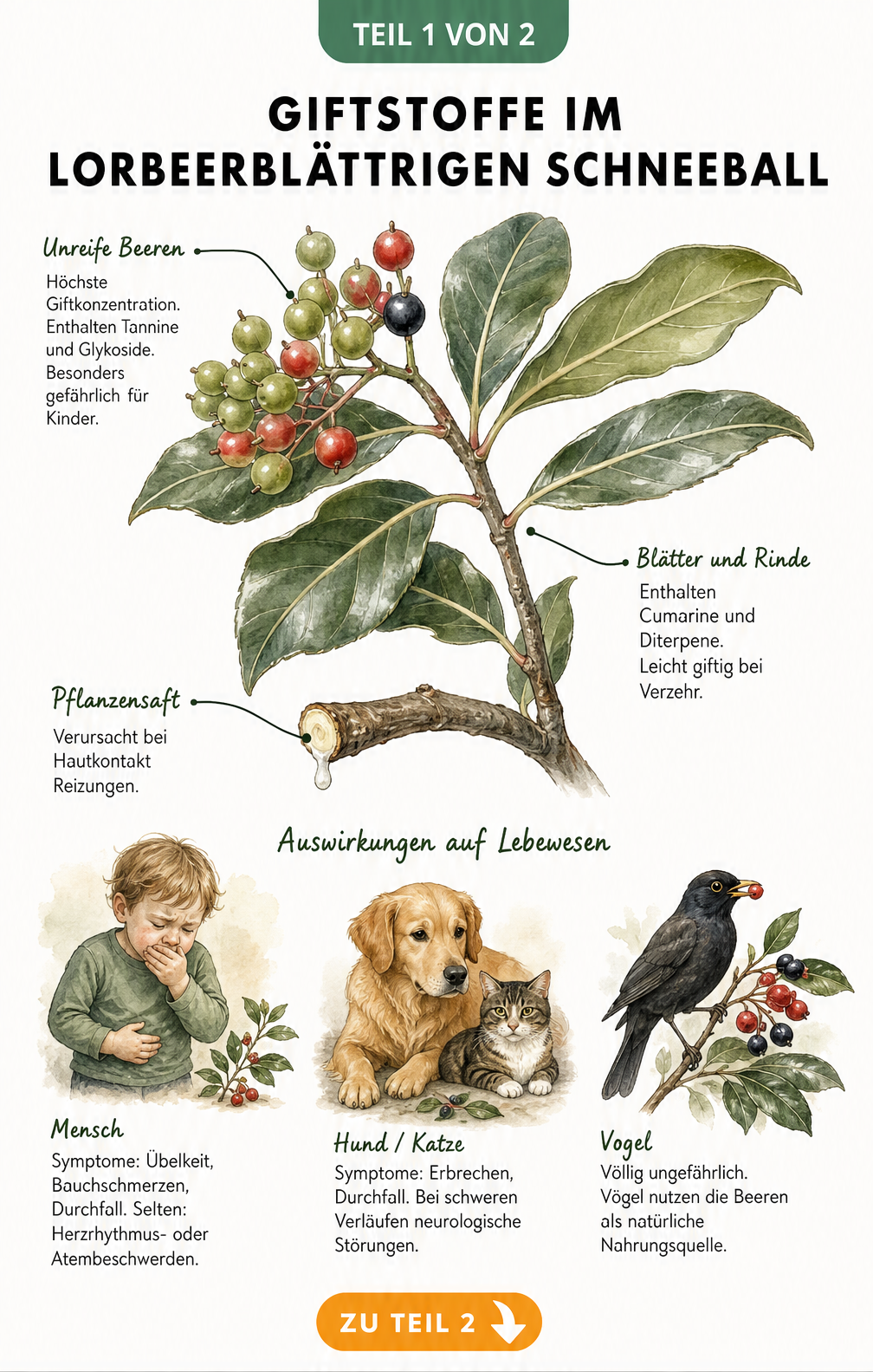 Botanische Illustration des Lorbeerblättrigen Schneeballs mit Hinweisen auf giftige Pflanzenteile wie Beeren, Blätter und Rinde sowie Symptomen bei Mensch und...