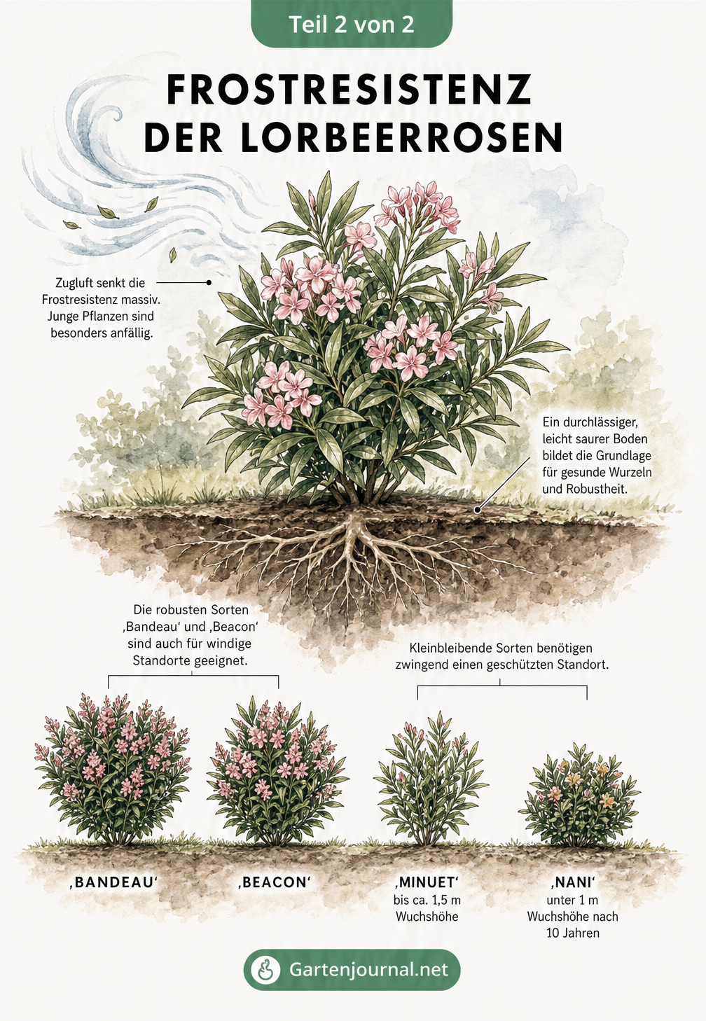 Botanische Illustration einer Lorbeerrose, die Bodenbeschaffenheit, Windeinfluss und einen Größenvergleich robuster und empfindlicher Sorten zeigt.