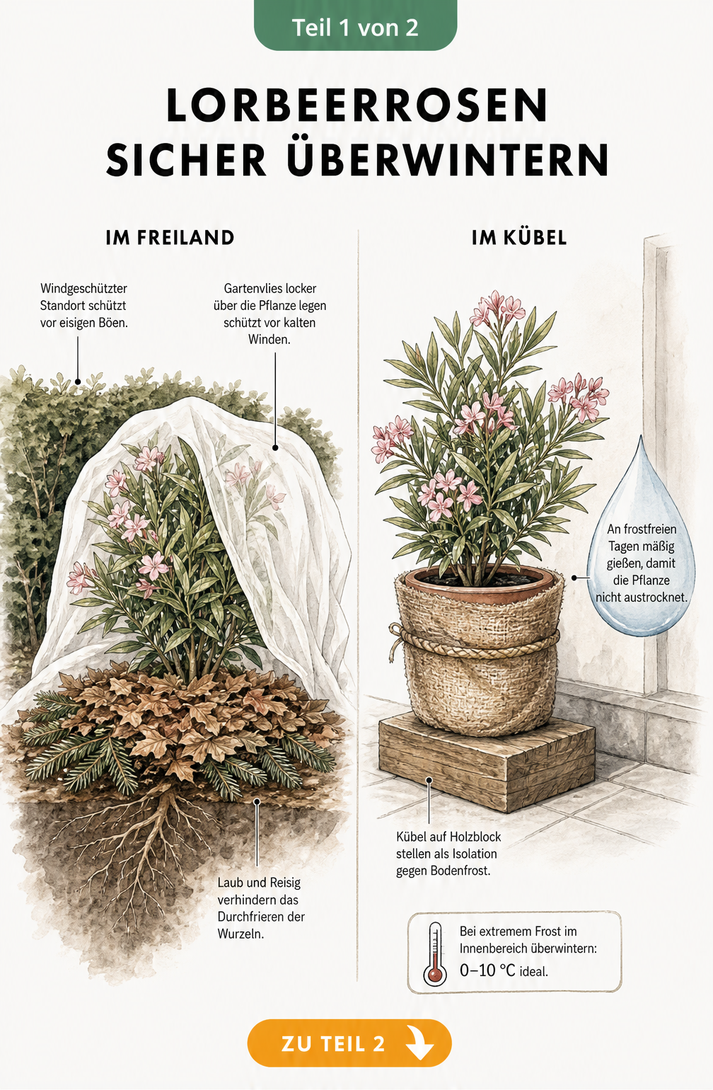 Schnittzeichnung einer Lorbeerrose im Freiland mit Laubschicht und Vlies sowie einer Lorbeerrose im Kübel mit Juteschutz und Isolation.