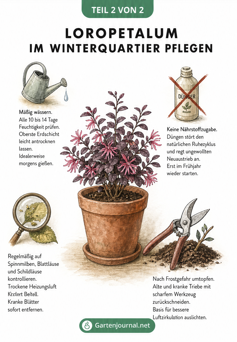 Illustration zur Pflege von Loropetalum im Winterquartier