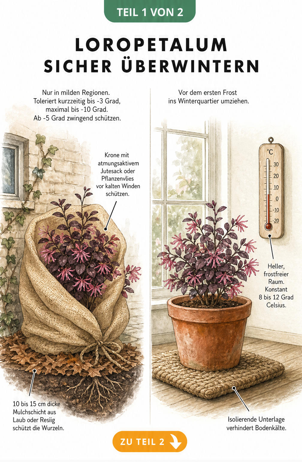 Illustration zur Überwinterung von Loropetalum im Freiland und im Kübel