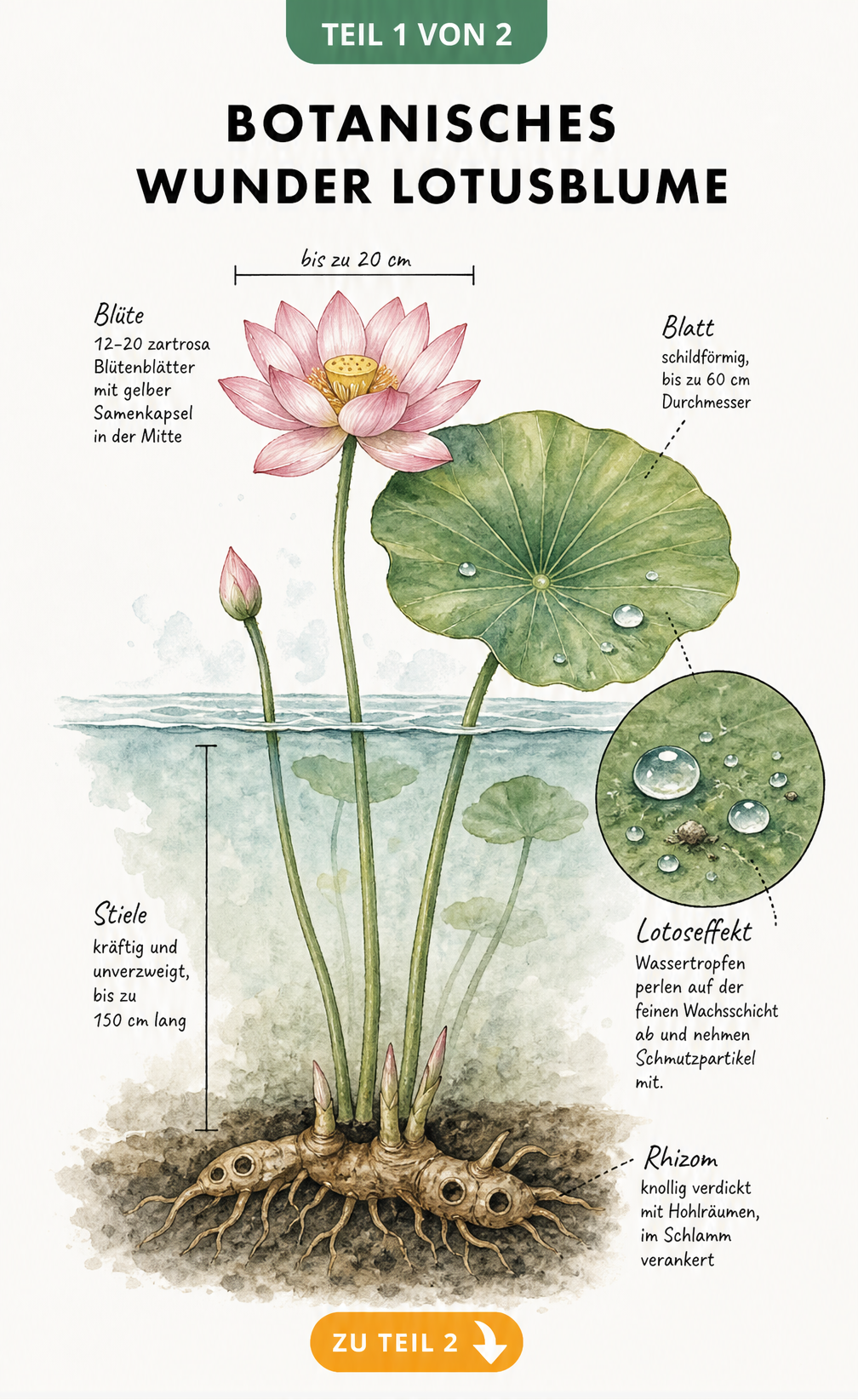 Botanische Schnittdarstellung der Lotusblume mit Rhizom, Stielen, Blatt und Blüte im Wasser