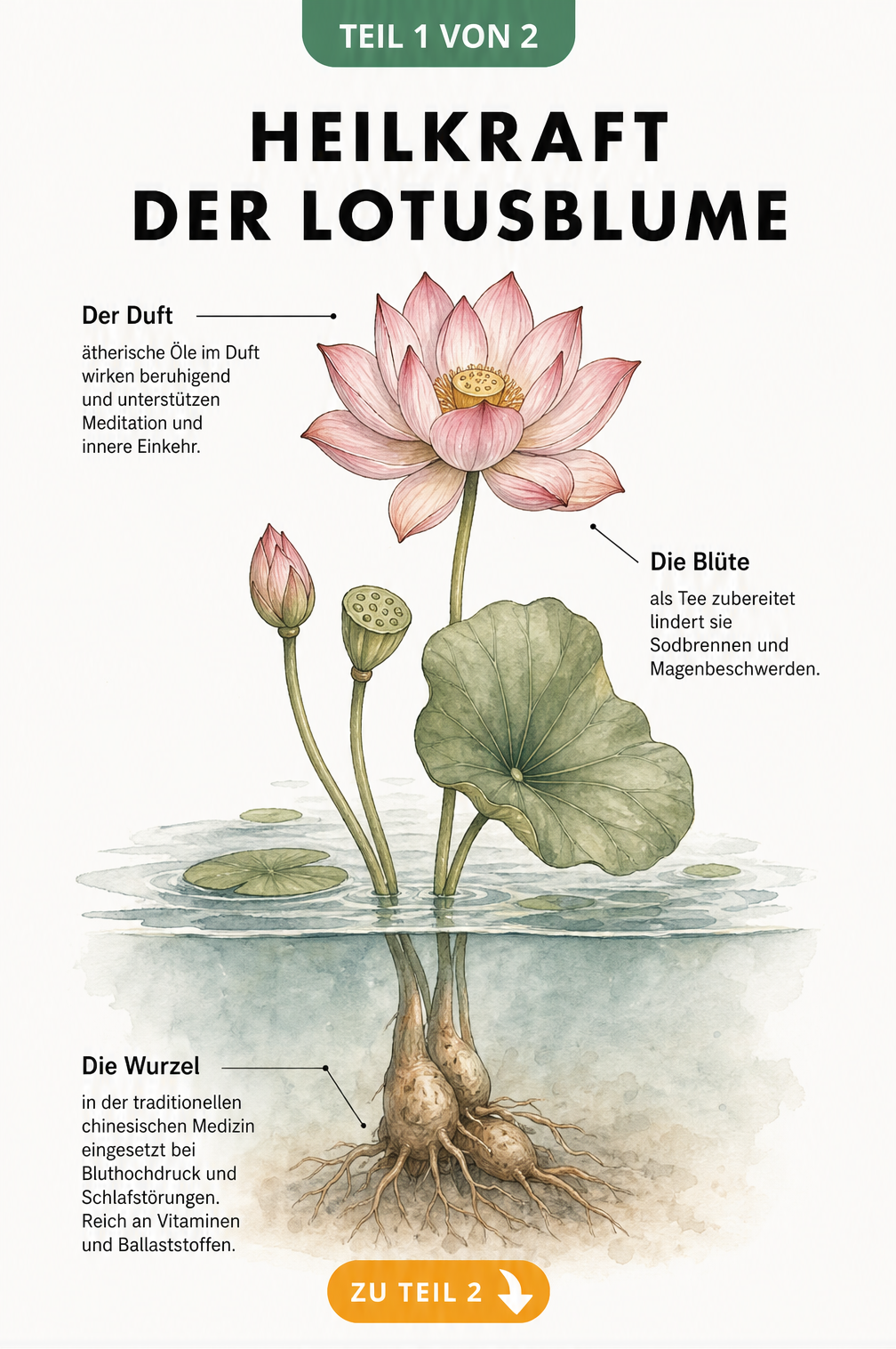 Botanische Illustration einer Lotusblume mit Wurzel und Blüte, die ihre Heilkraft bei Bluthochdruck, Schlafstörungen und Magenbeschwerden zeigt.