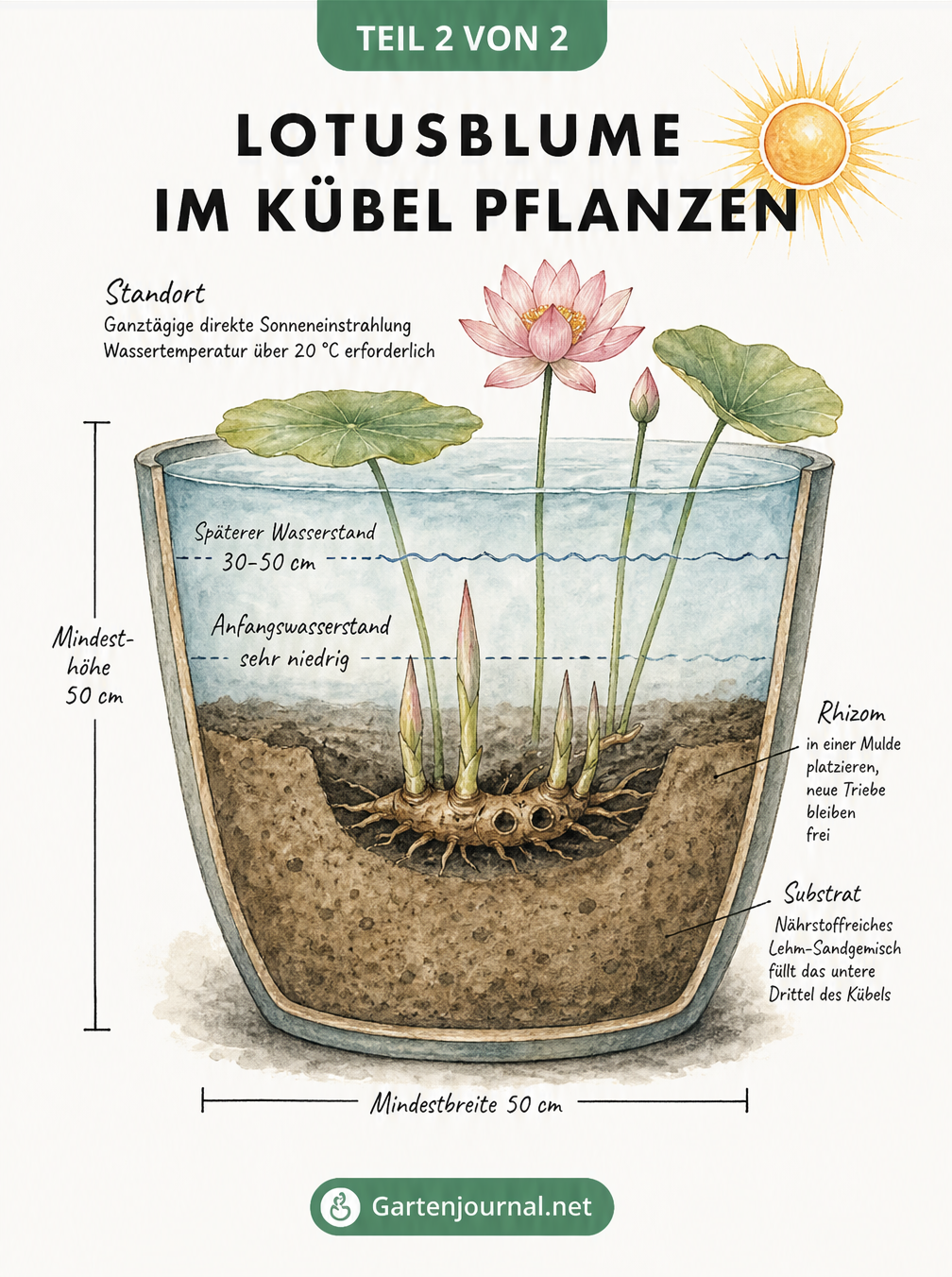 Querschnitt eines Pflanzgefäßes für die Lotusblume mit Schichtaufbau und Wasserstand