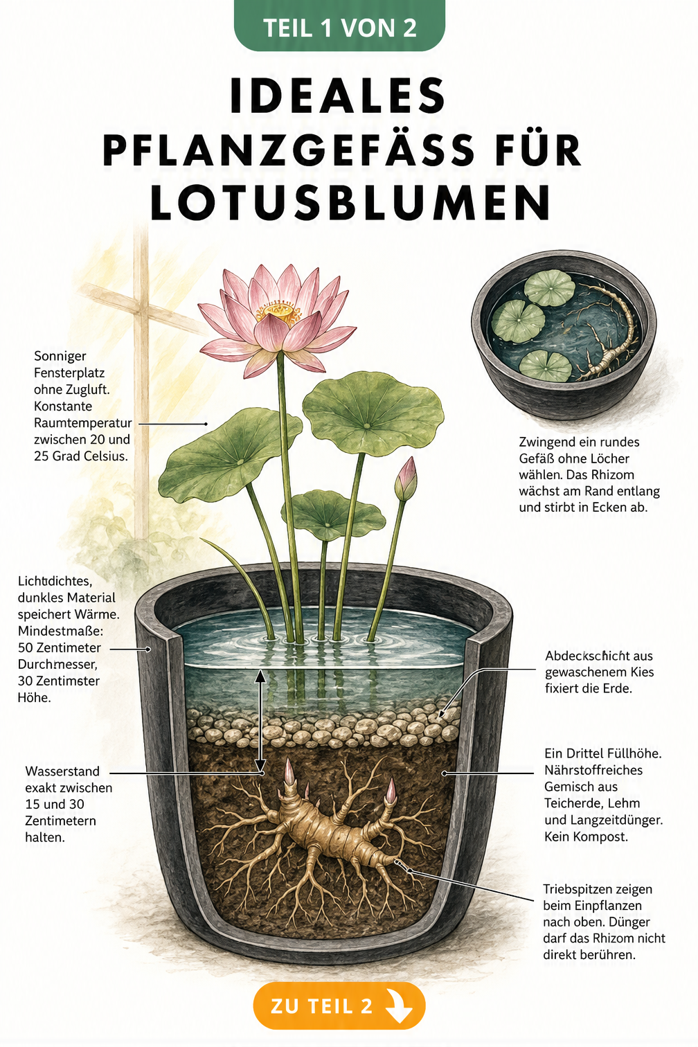 Querschnitt eines Pflanzgefäßes für Lotusblumen mit Rhizom, Erdschichten und Wasserstand