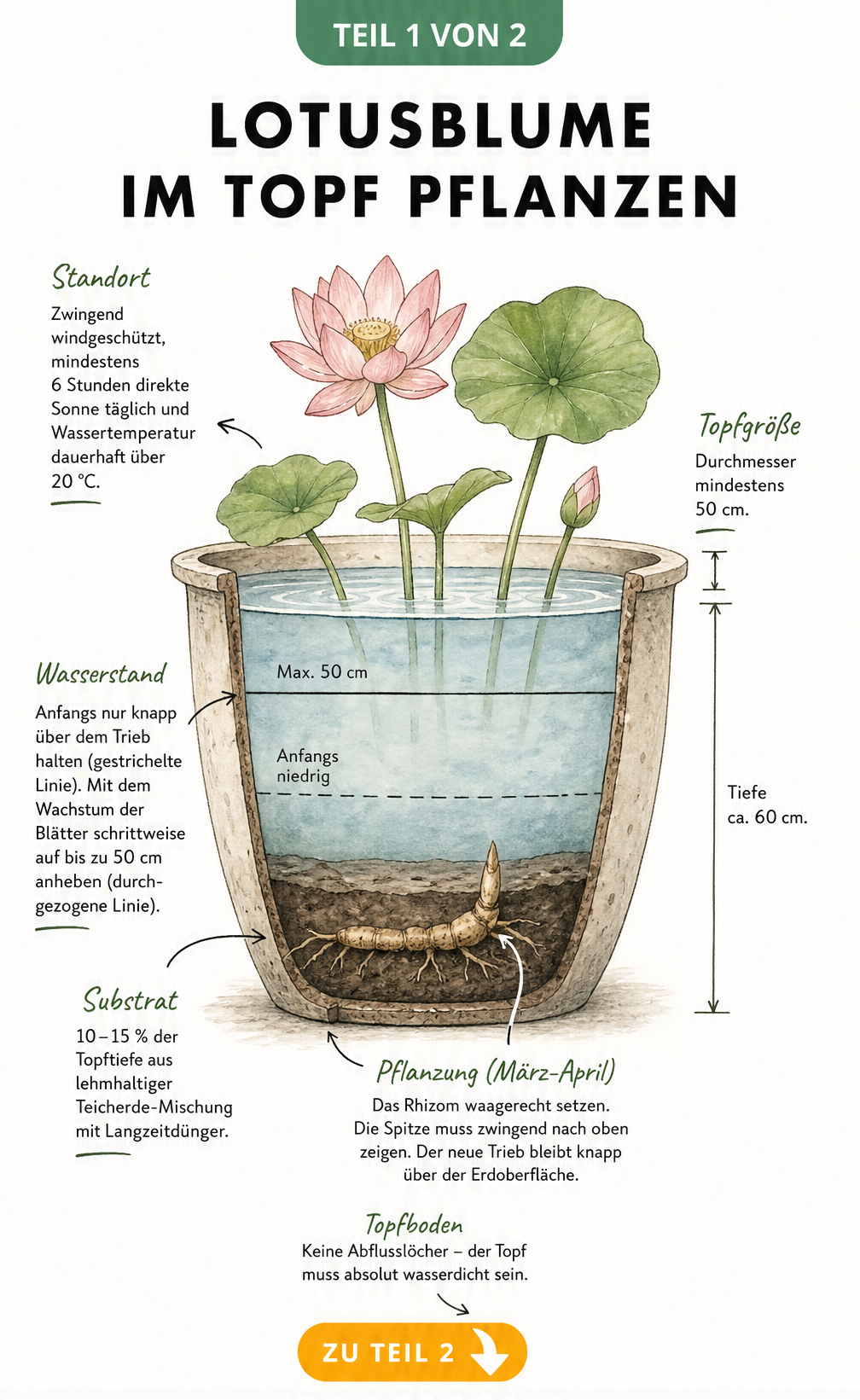 Querschnitt eines Pflanztopfes mit einer Lotusblume, der die Schichten von Substrat und Wasser sowie die Pflanztiefe zeigt.