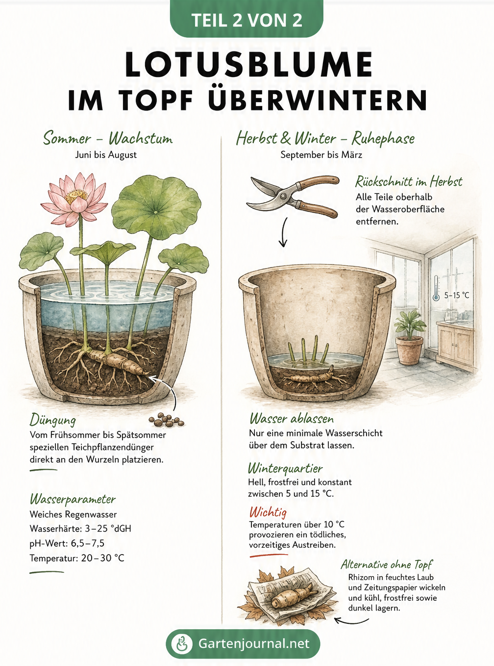 Gegenüberstellung einer Lotusblume im Sommer mit Düngung und im Winter zurückgeschnitten im kühlen Winterquartier.