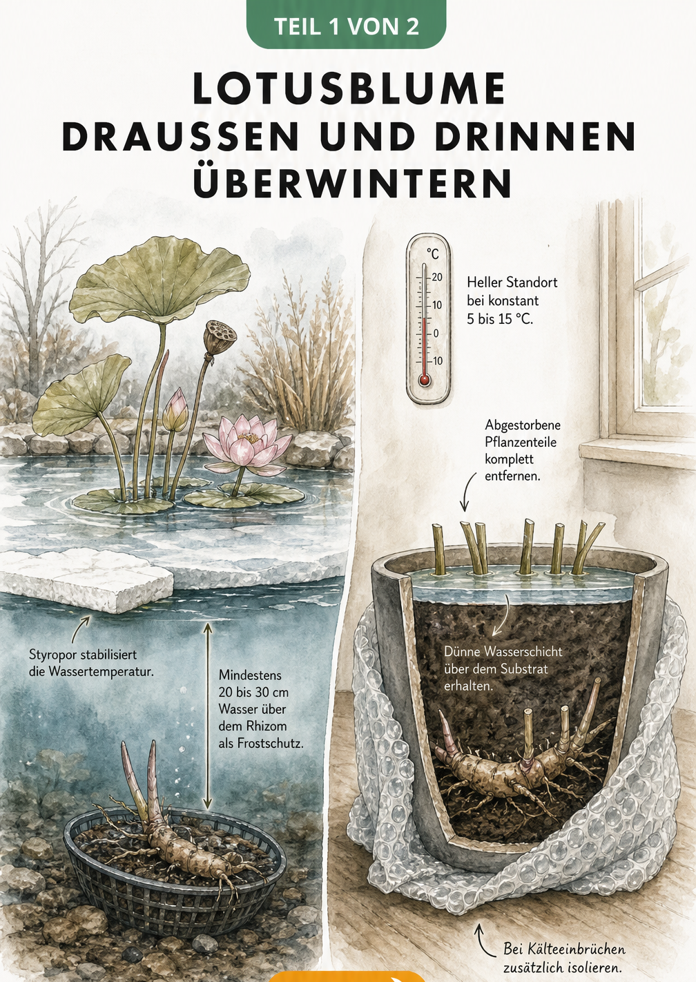 Schnittzeichnung einer Lotusblume im Gartenteich und im Kübel zur Überwinterung