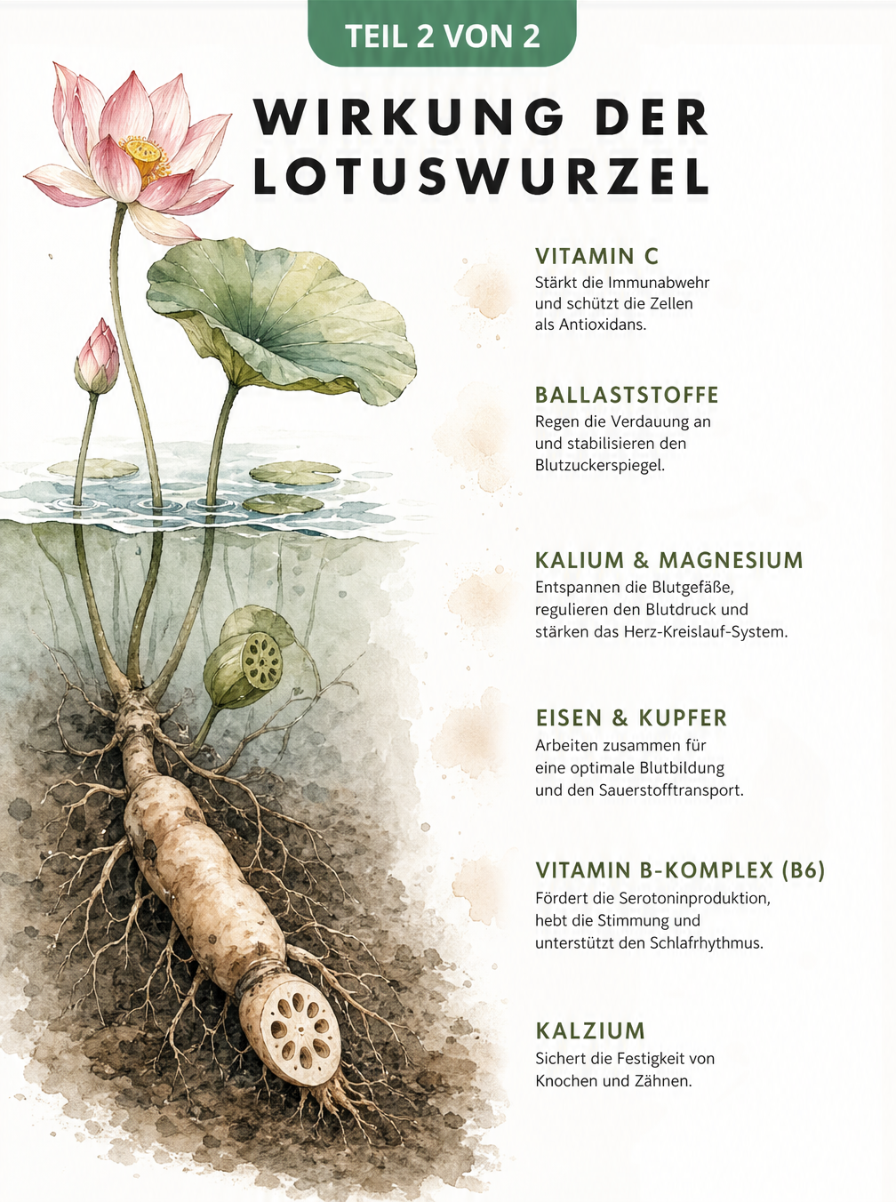 Botanische Illustration der Lotuspflanze mit Fokus auf die Wurzel und ihre Nährstoffe wie Vitamin C, Ballaststoffe und Kalium