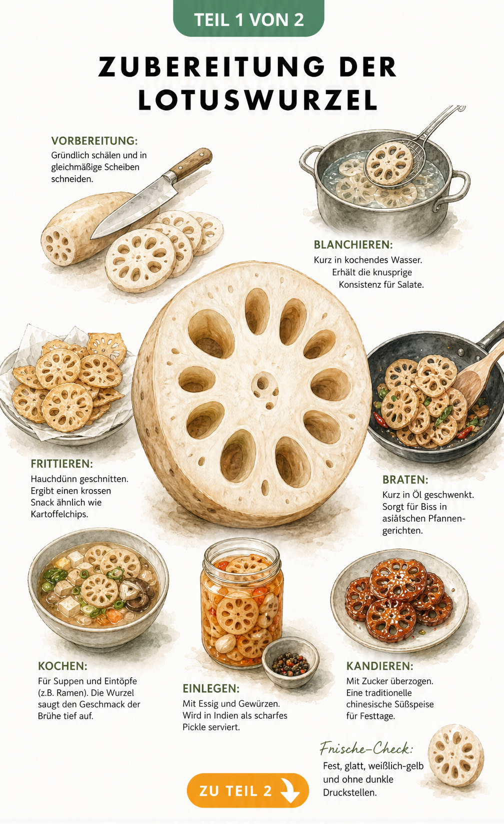 Illustration einer aufgeschnittenen Lotuswurzel mit verschiedenen Zubereitungsarten wie Blanchieren, Frittieren und Kochen