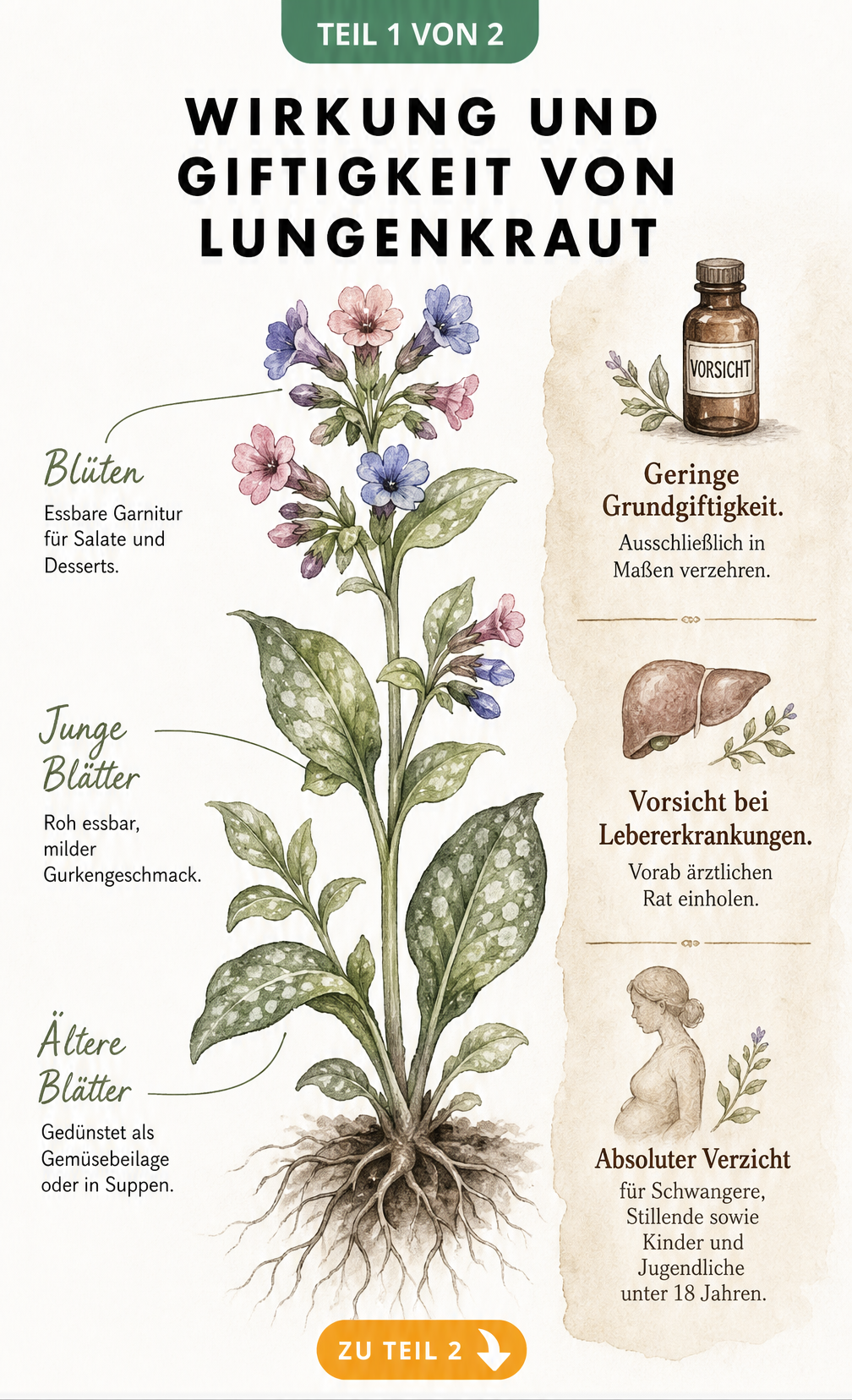 Botanische Illustration von Lungenkraut mit Hinweisen zu Verzehr und Giftigkeit