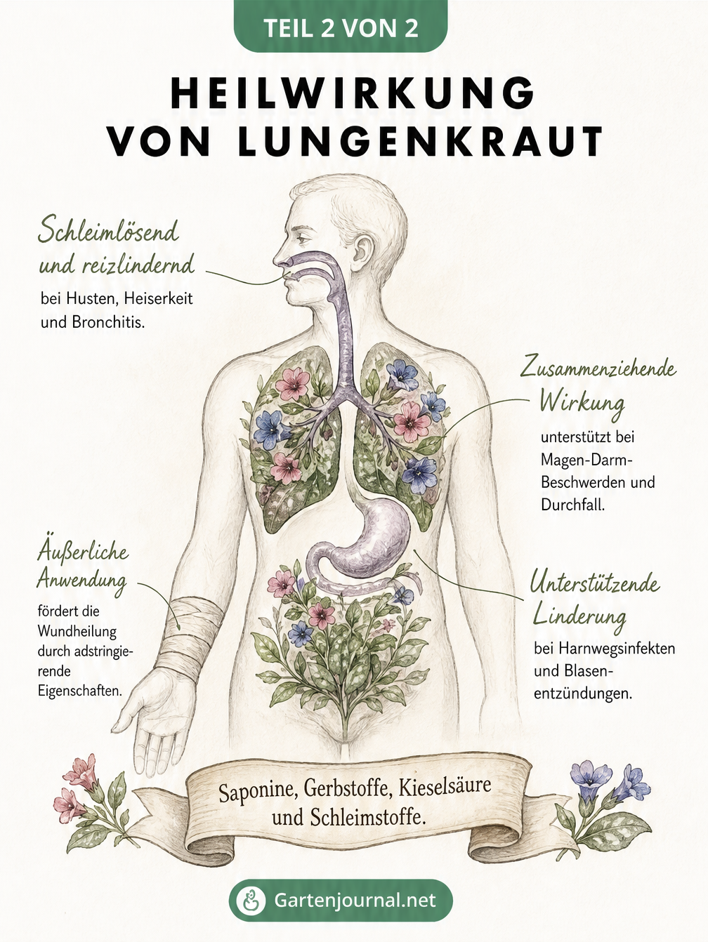 Illustration eines menschlichen Oberkörpers mit Lungenflügeln aus Lungenkraut und medizinischen Anwendungsbereichen