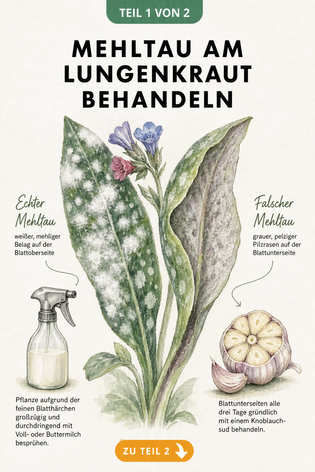 Aquarell-Illustration von Lungenkraut-Blättern mit Echtem und Falschem Mehltau sowie Hausmitteln wie Milch und Knoblauch