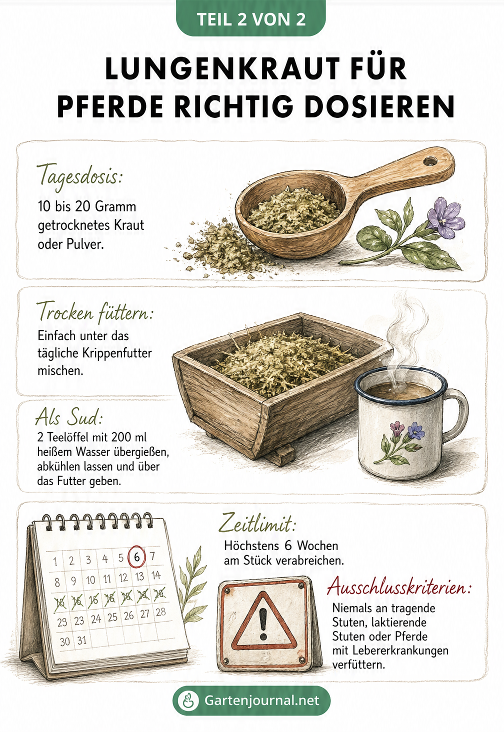Illustration zur Dosierung von Lungenkraut für Pferde mit Messlöffel, Futtertrog und Kalenderblatt